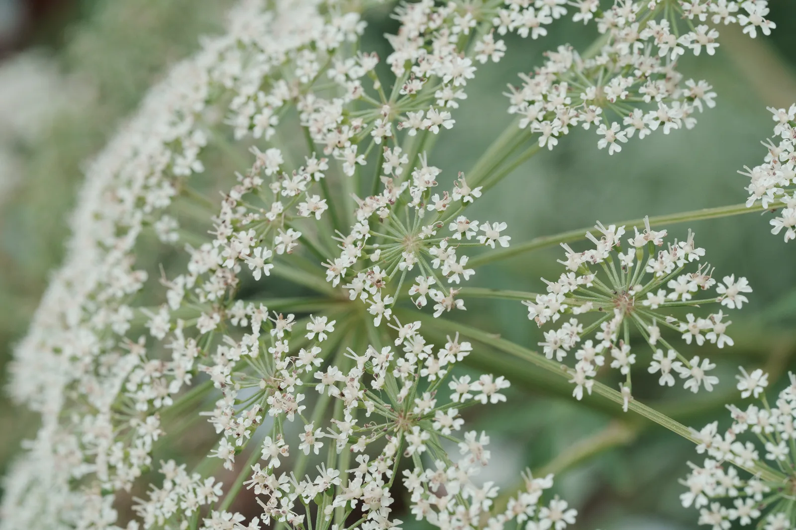 小石川植物園-62.jpg