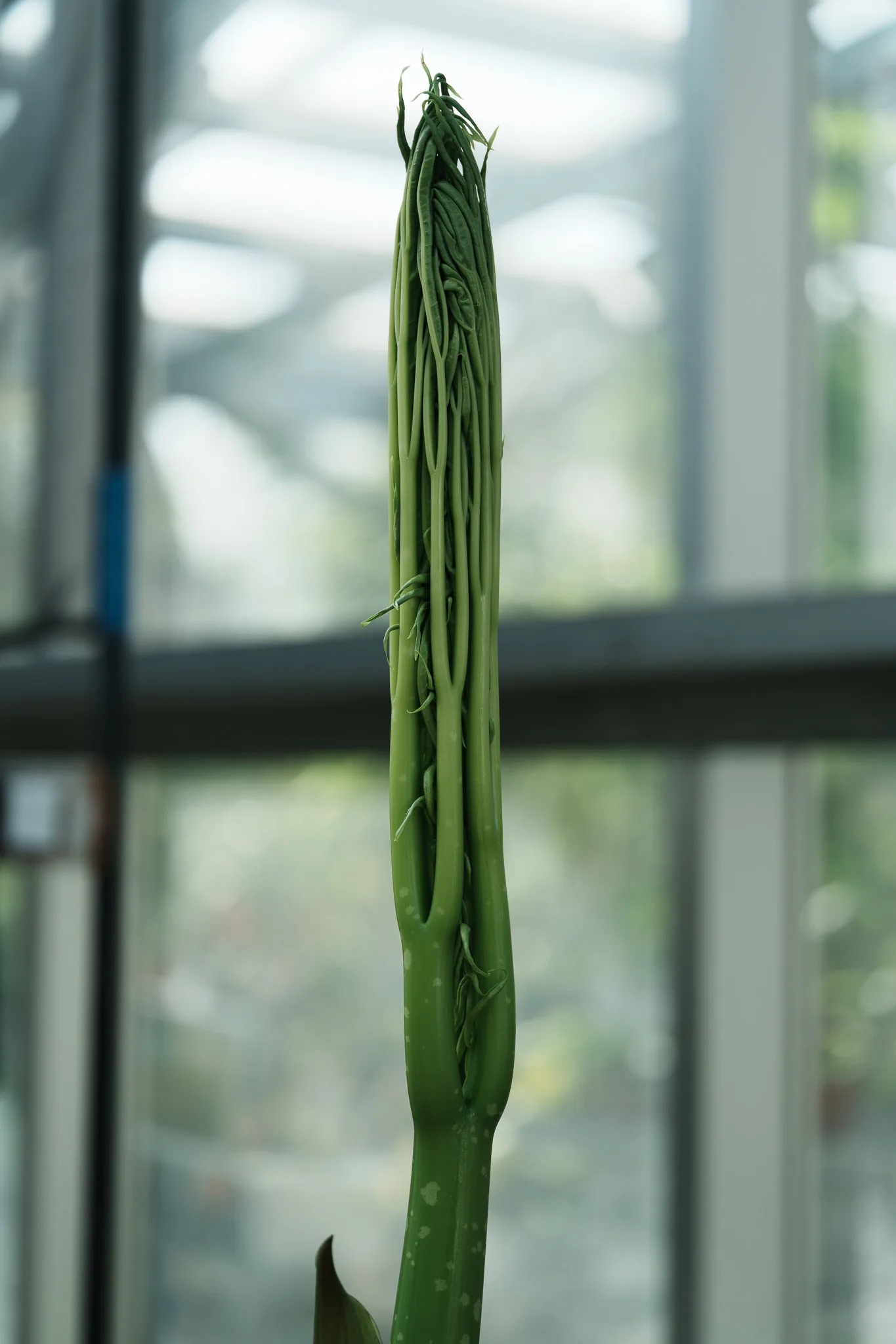 小石川植物園-12.jpg