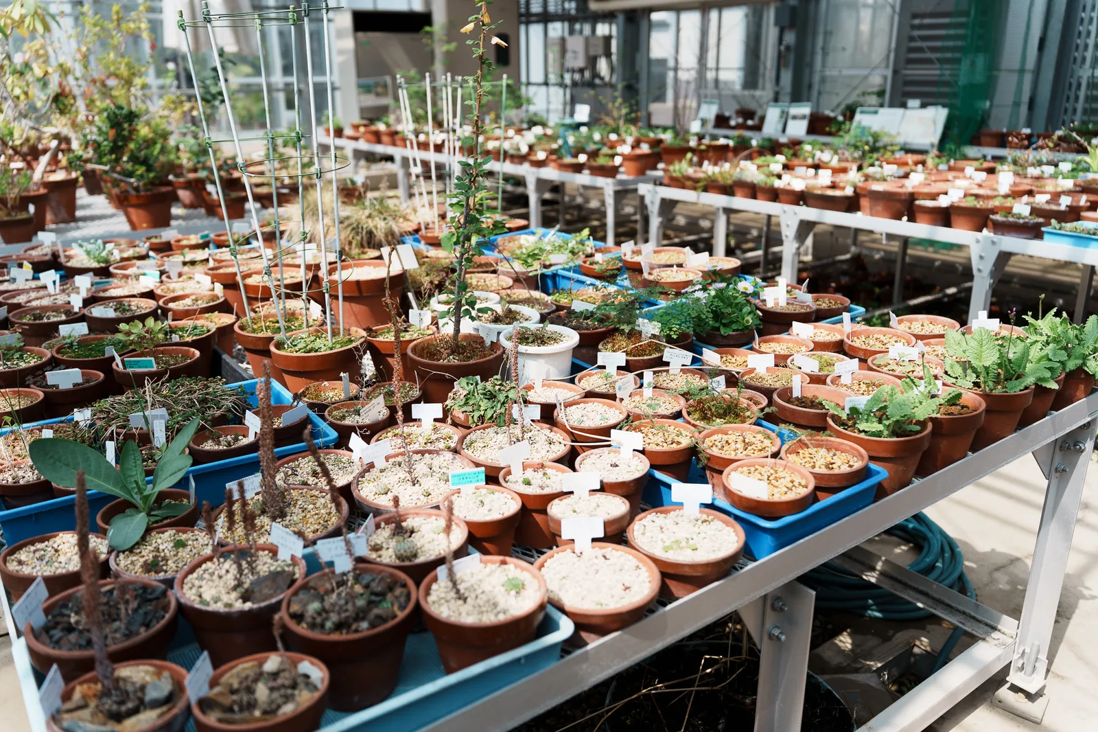 小石川植物園-73.jpg