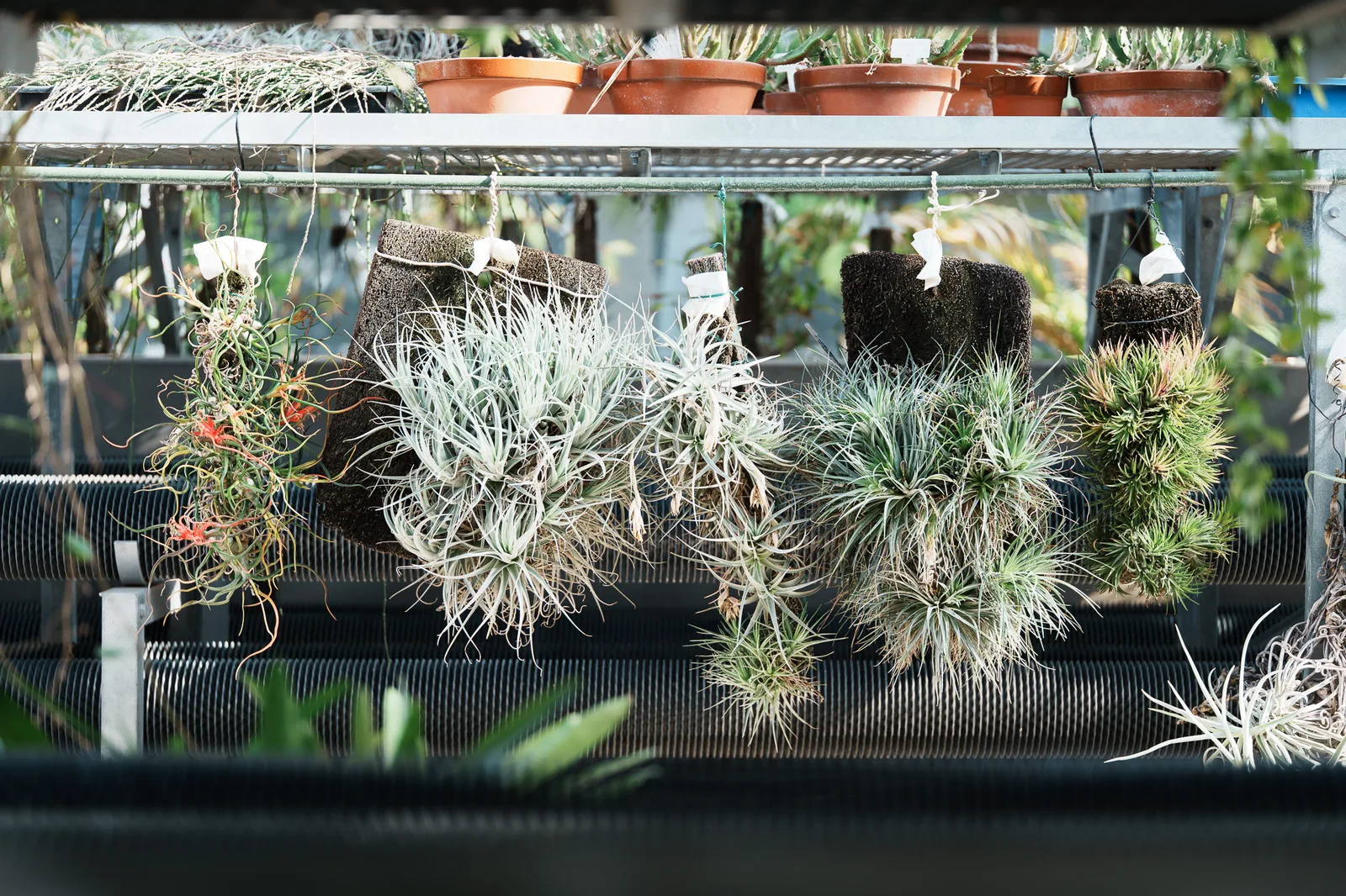 小石川植物園-45.jpg