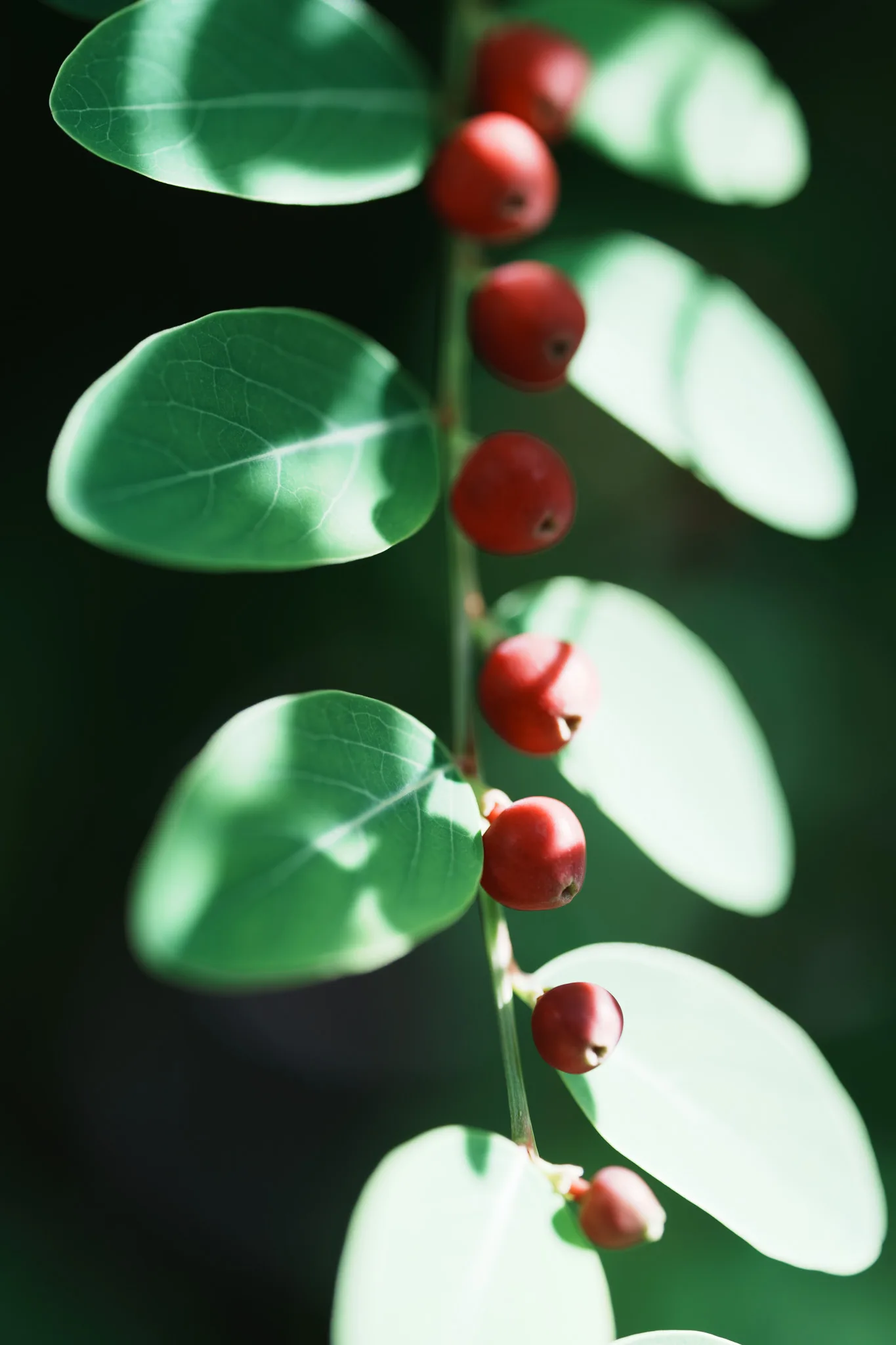 小石川植物園-11.jpg