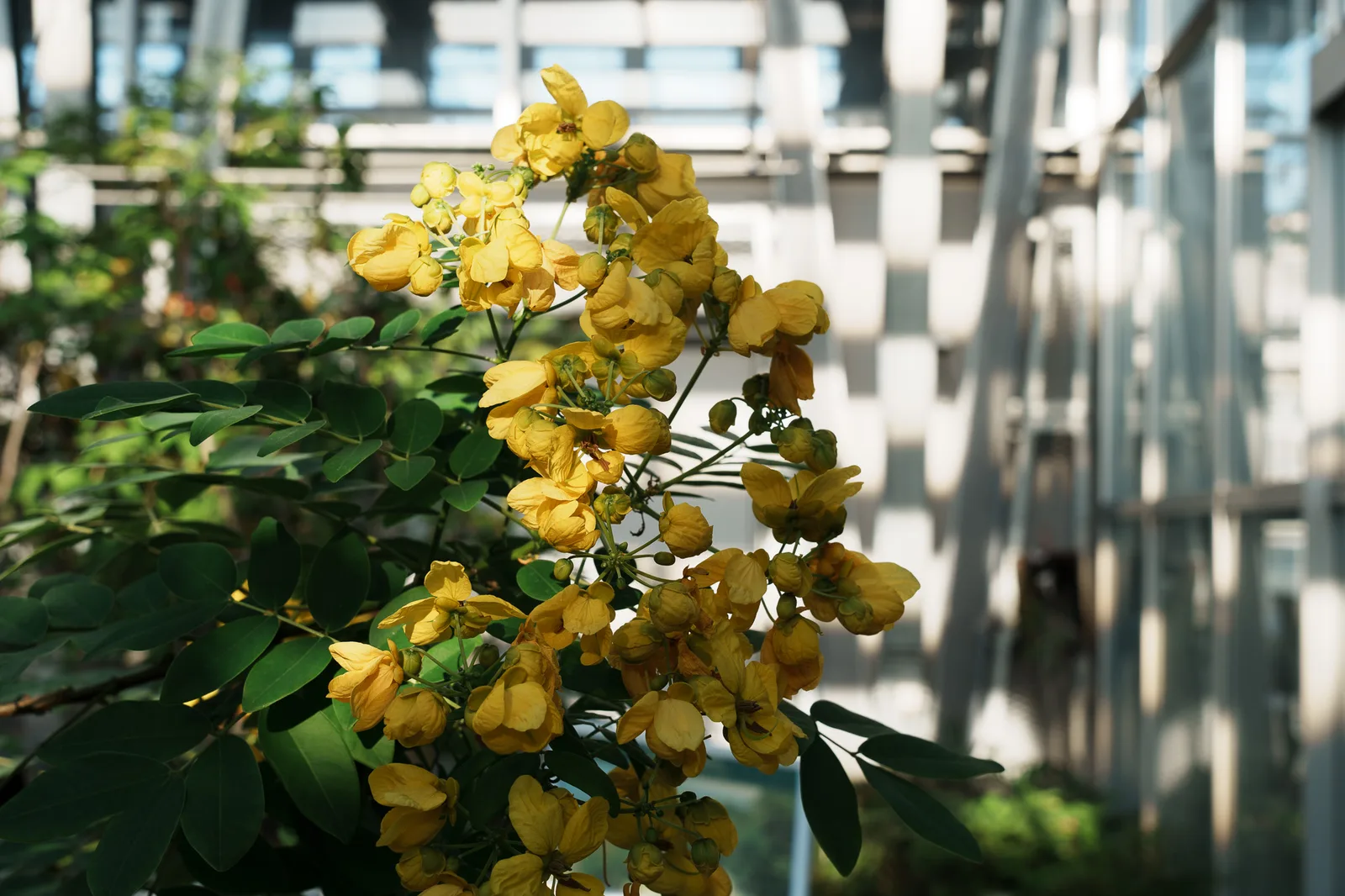 小石川植物園-29.jpg