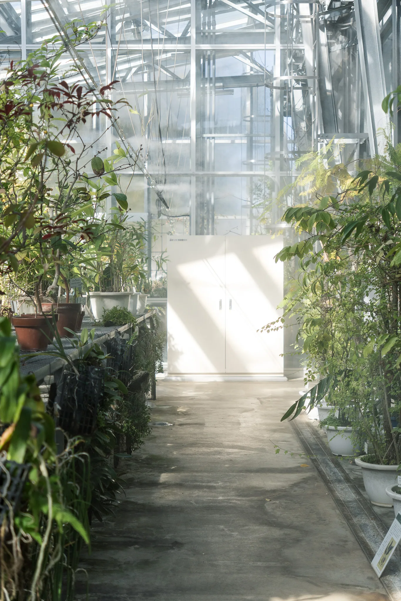 小石川植物園-10.jpg