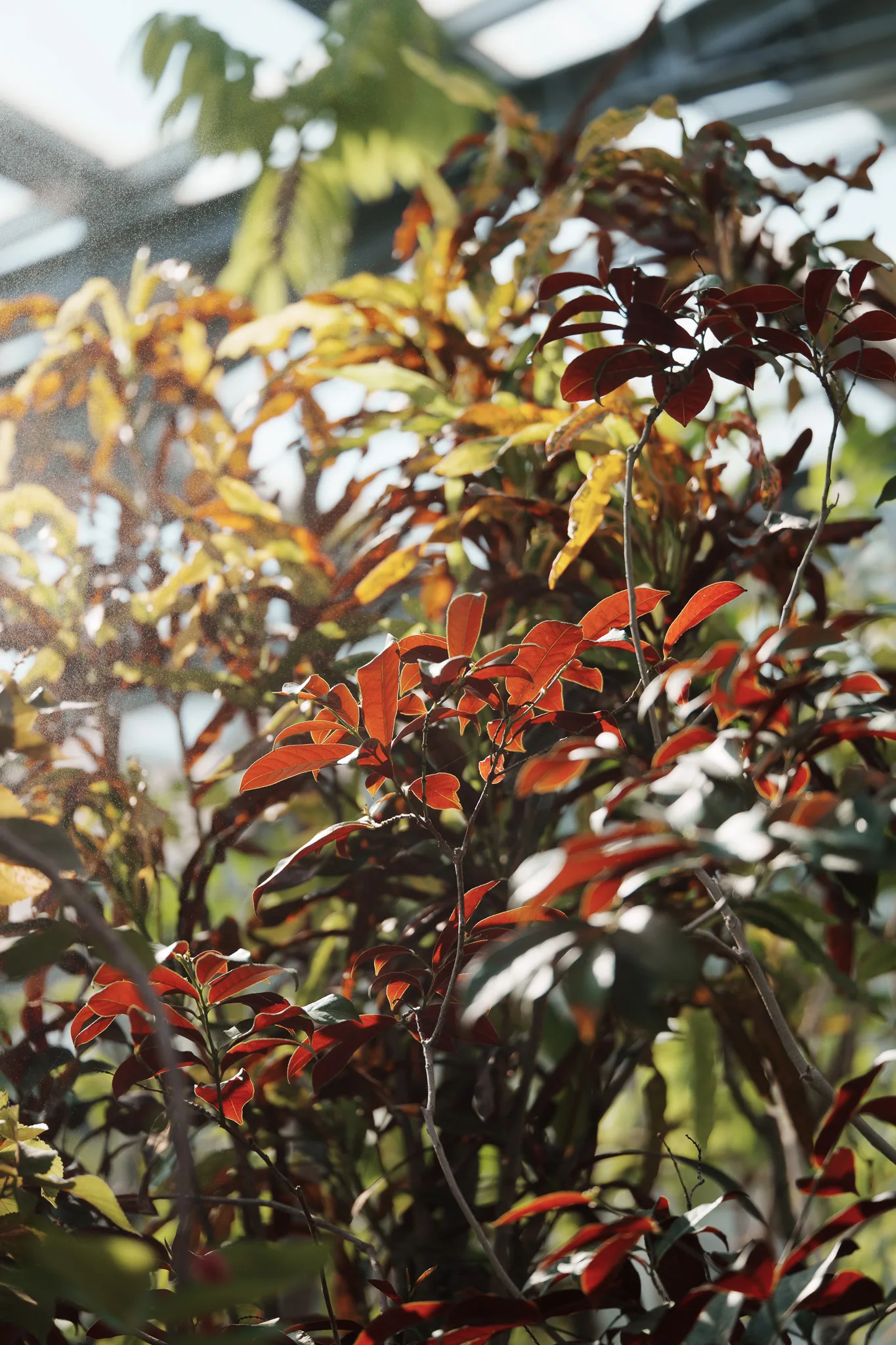 小石川植物園-25.jpg