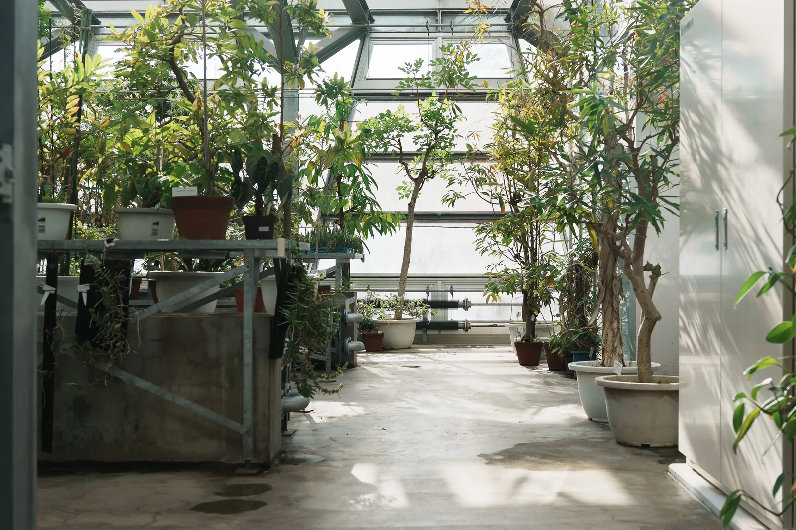 小石川植物園-31.jpg