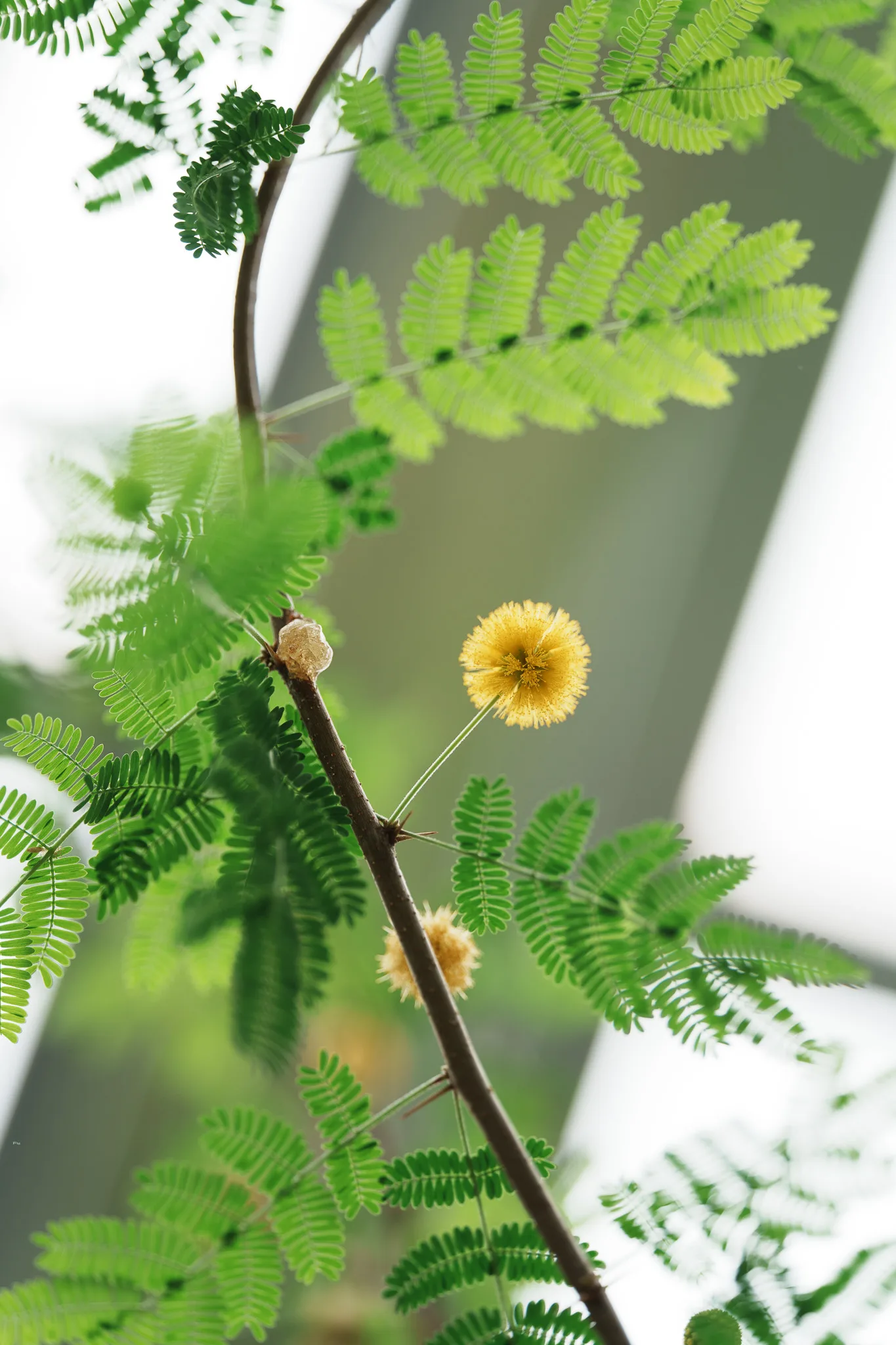 小石川植物園-50.jpg