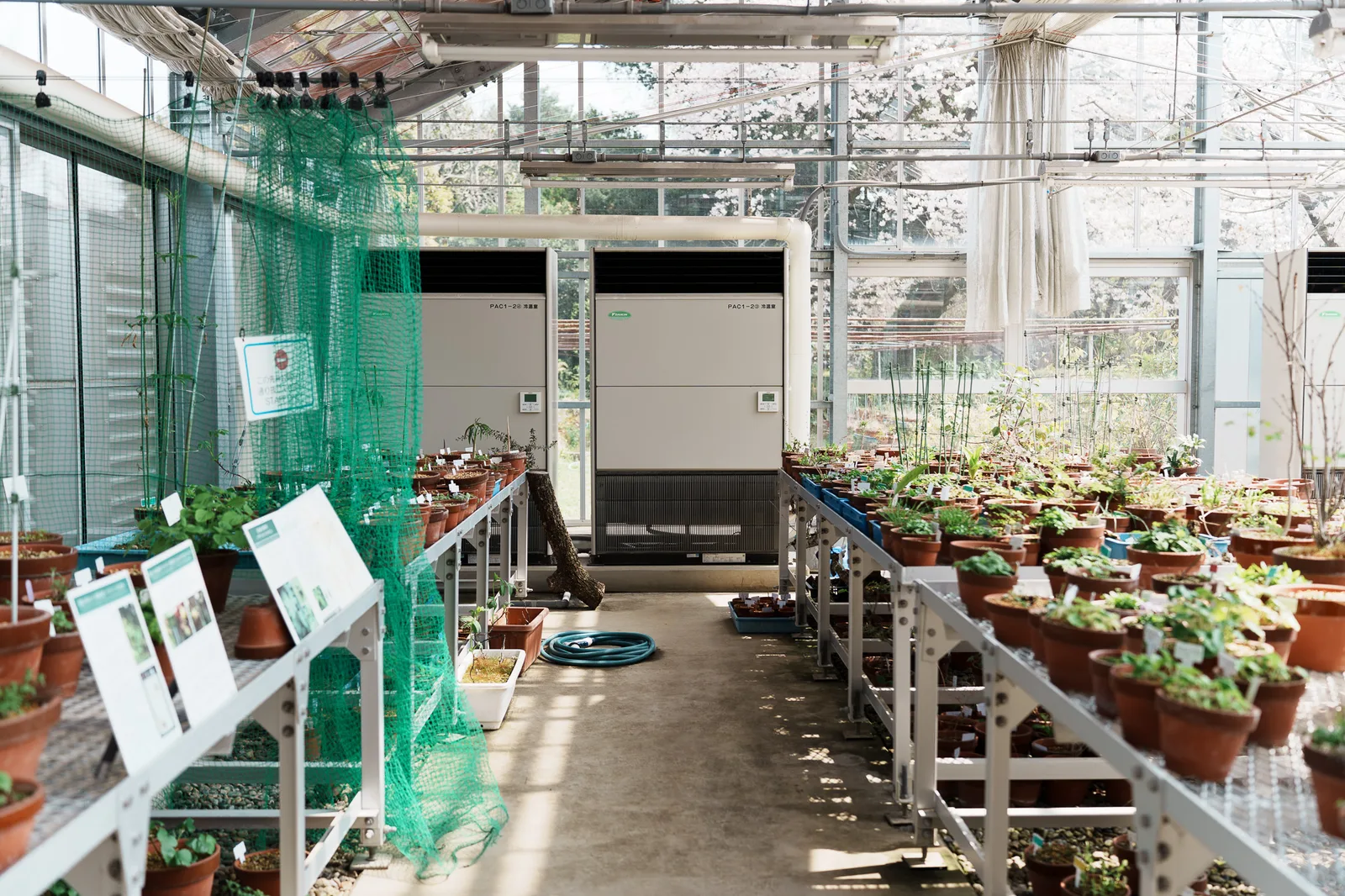 小石川植物園-74.jpg