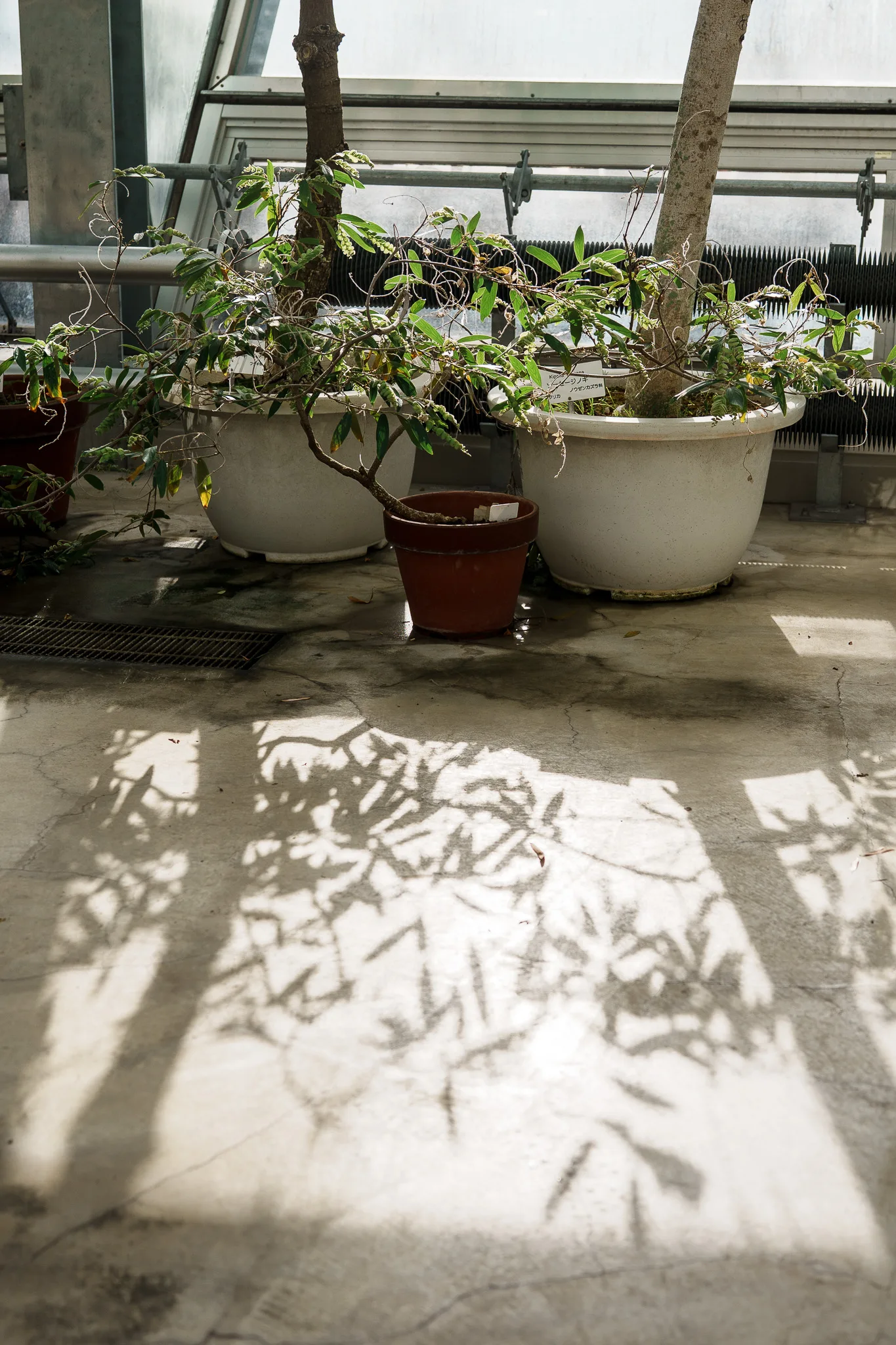 小石川植物園-32.jpg