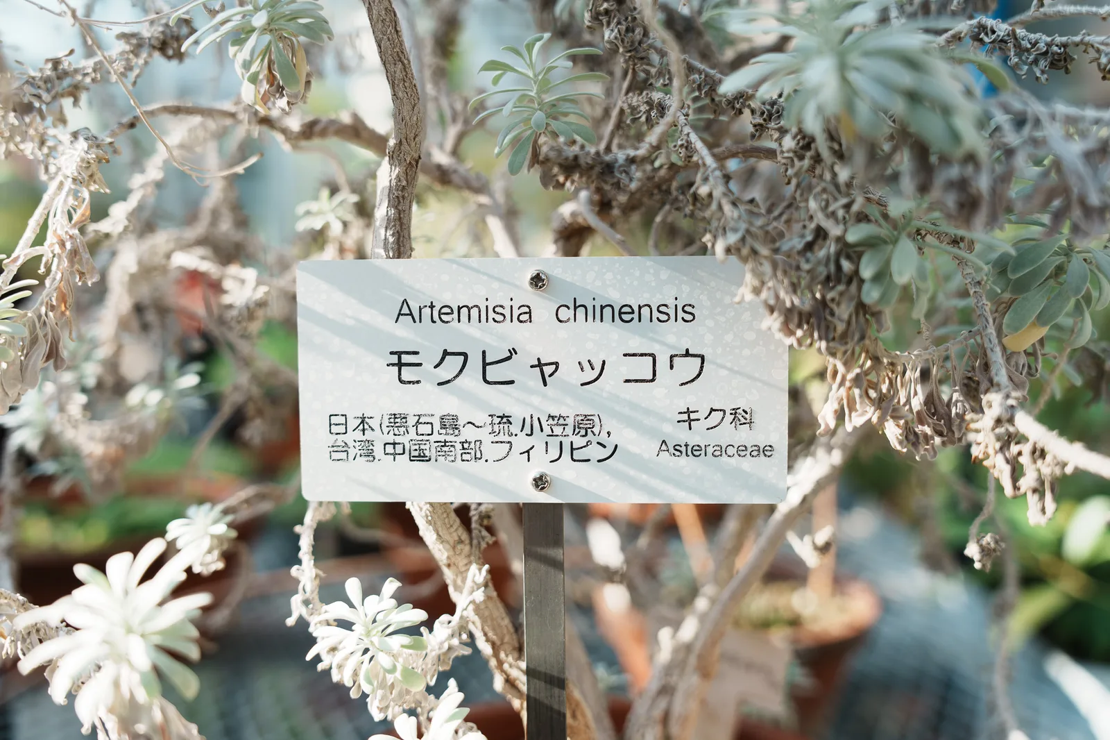 小石川植物園-26.jpg