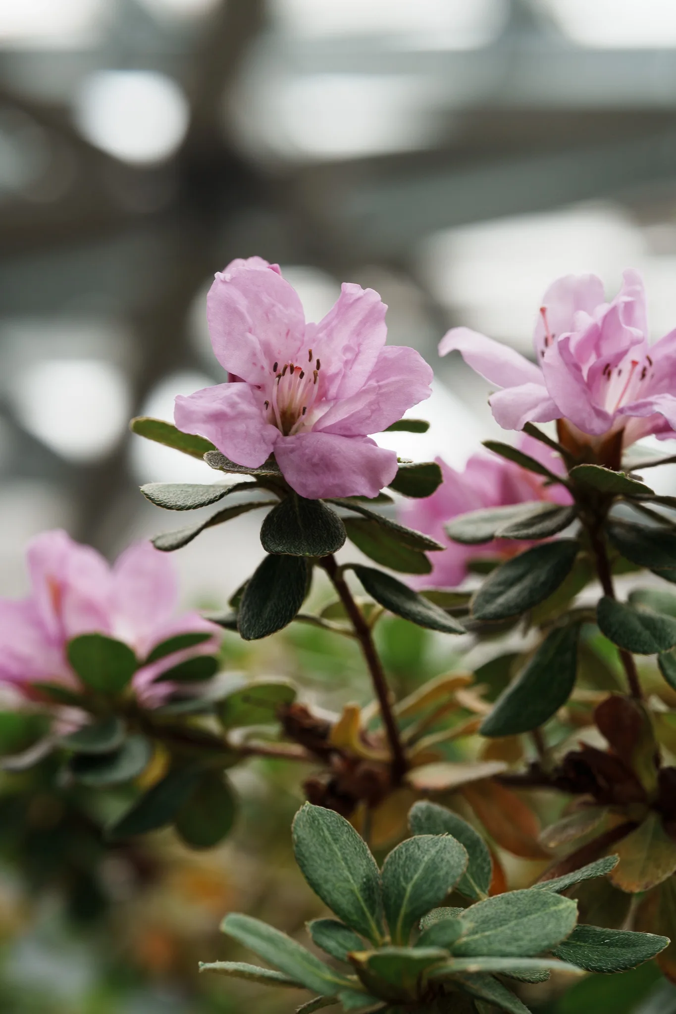 小石川植物園-49.jpg