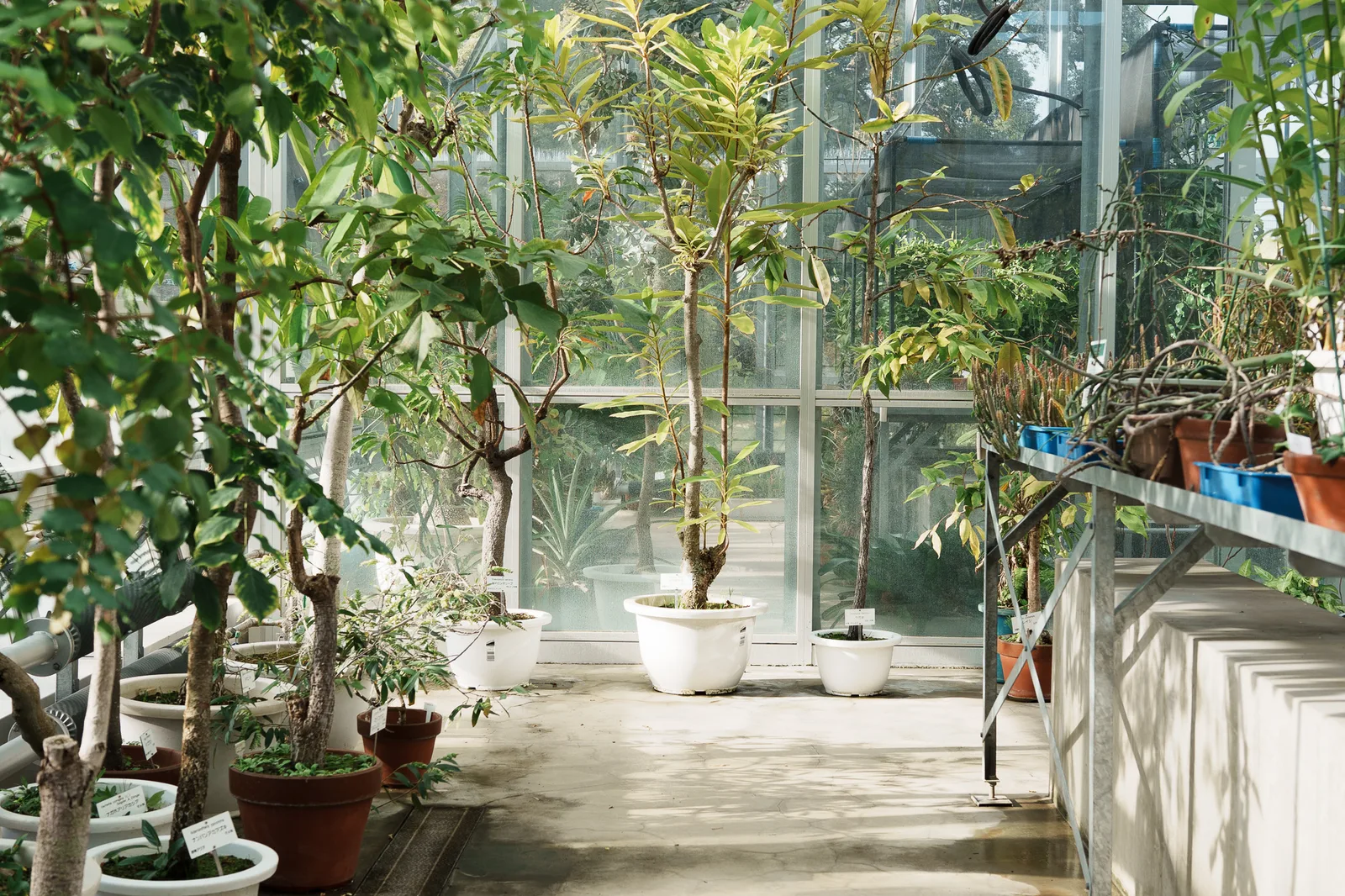 小石川植物園-43.jpg