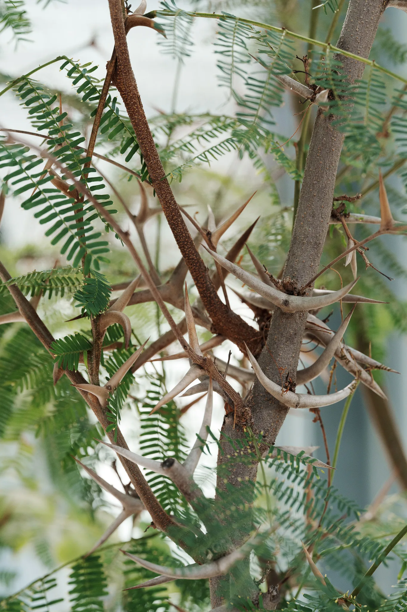 小石川植物園-19.jpg