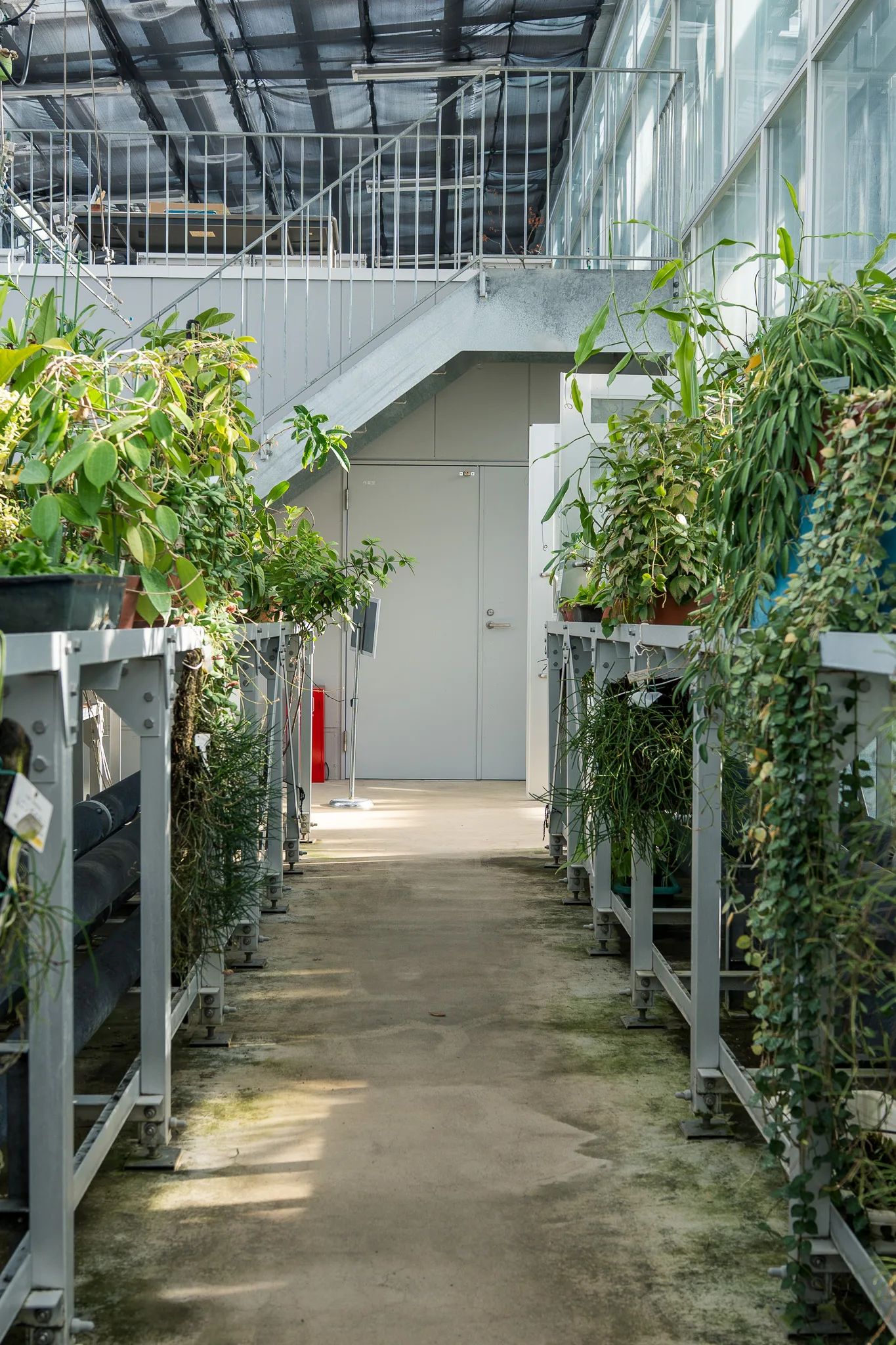 小石川植物園-37.jpg