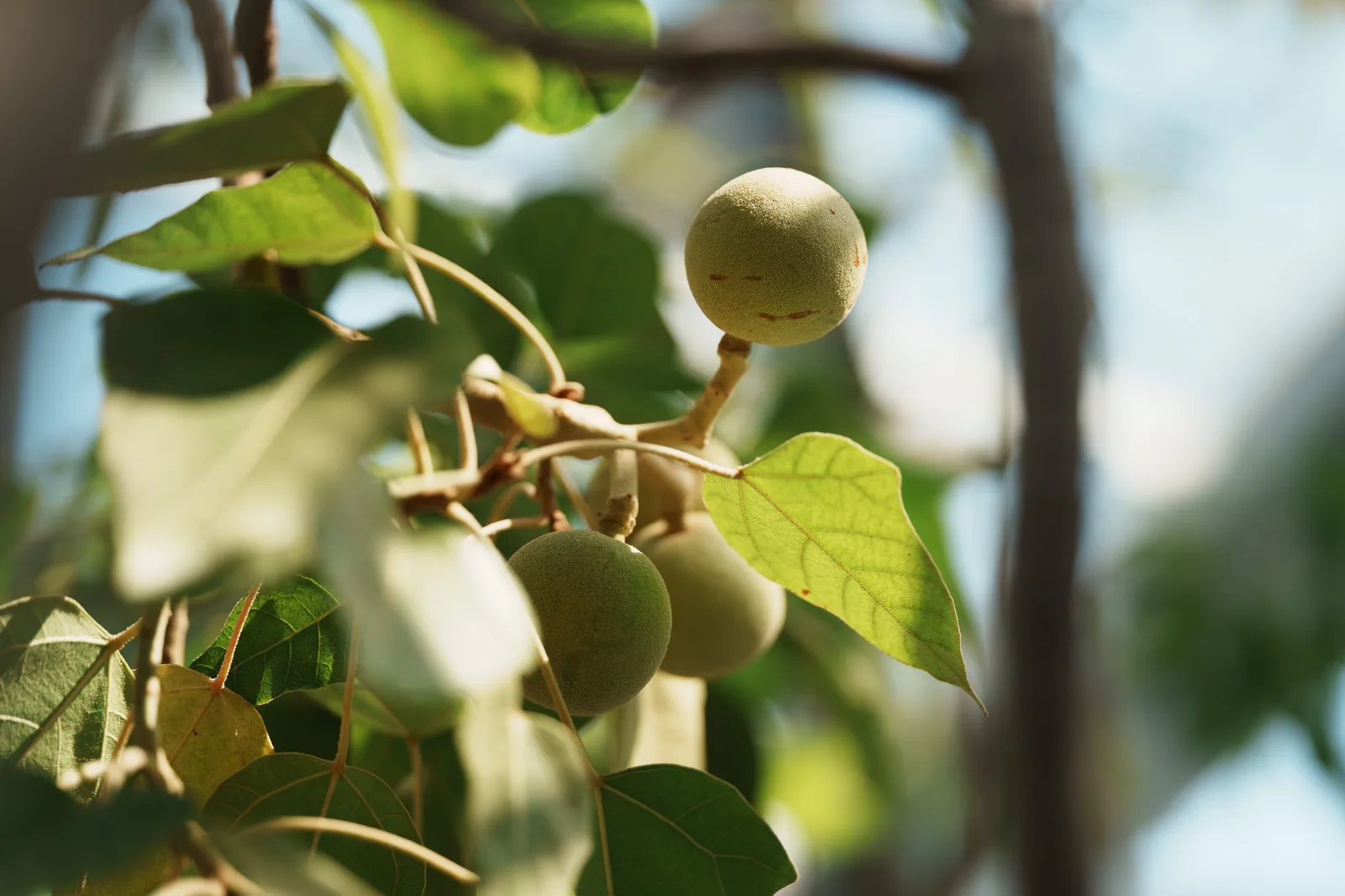 小石川植物園-21.jpg