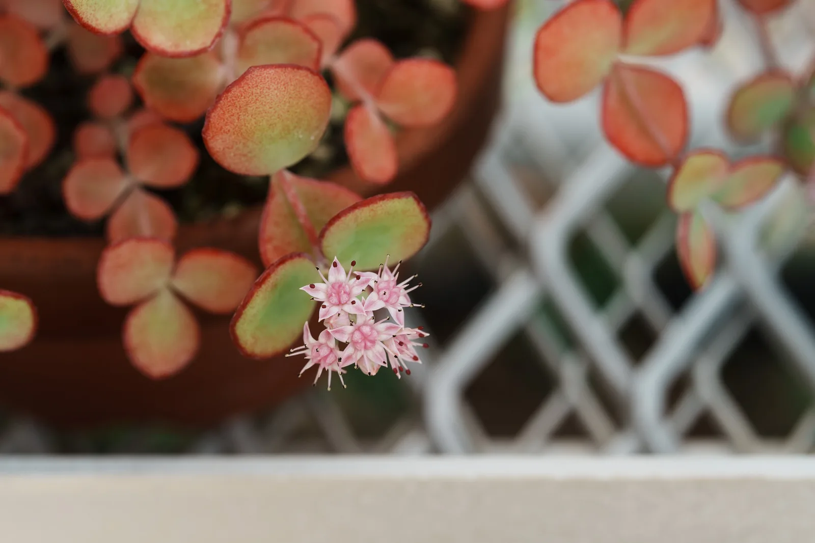 小石川植物園-64.jpg