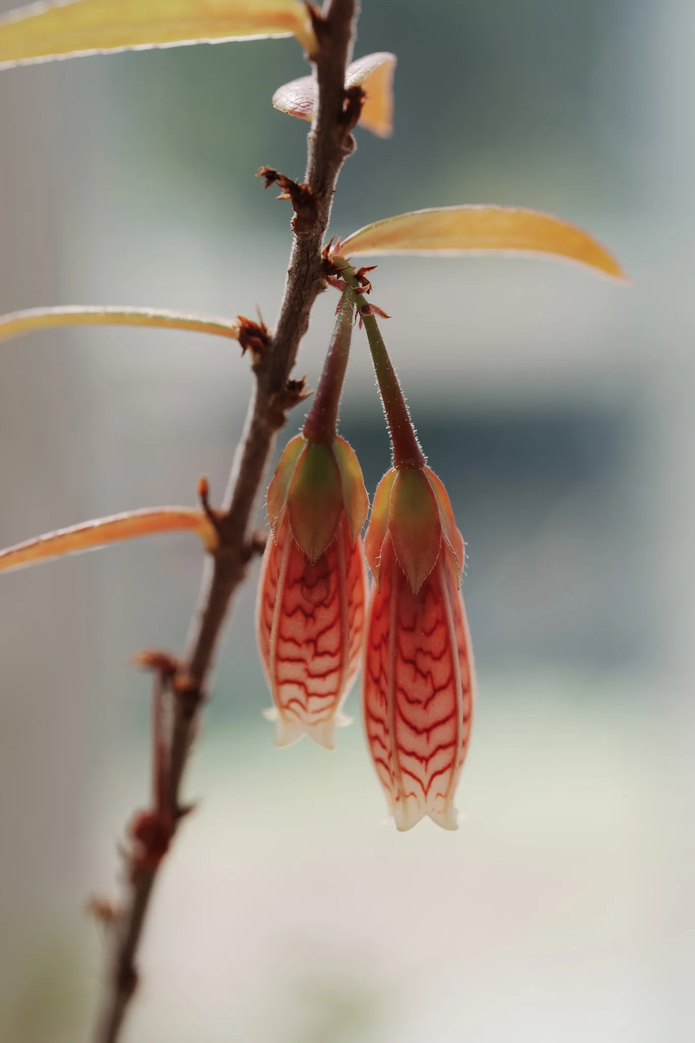 小石川植物園-23.jpg