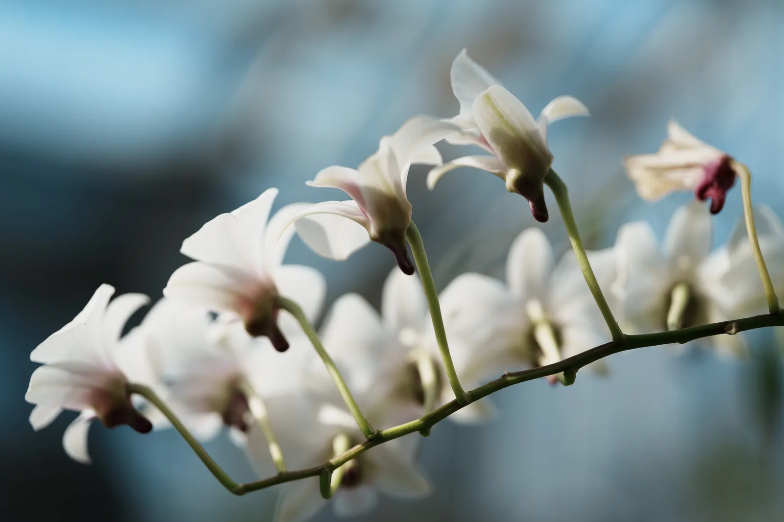 小石川植物園-46.jpg