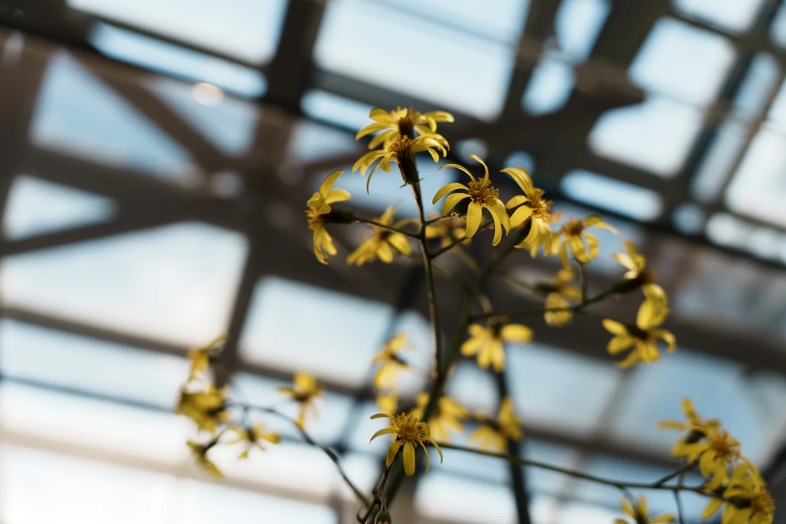 小石川植物園-30.jpg