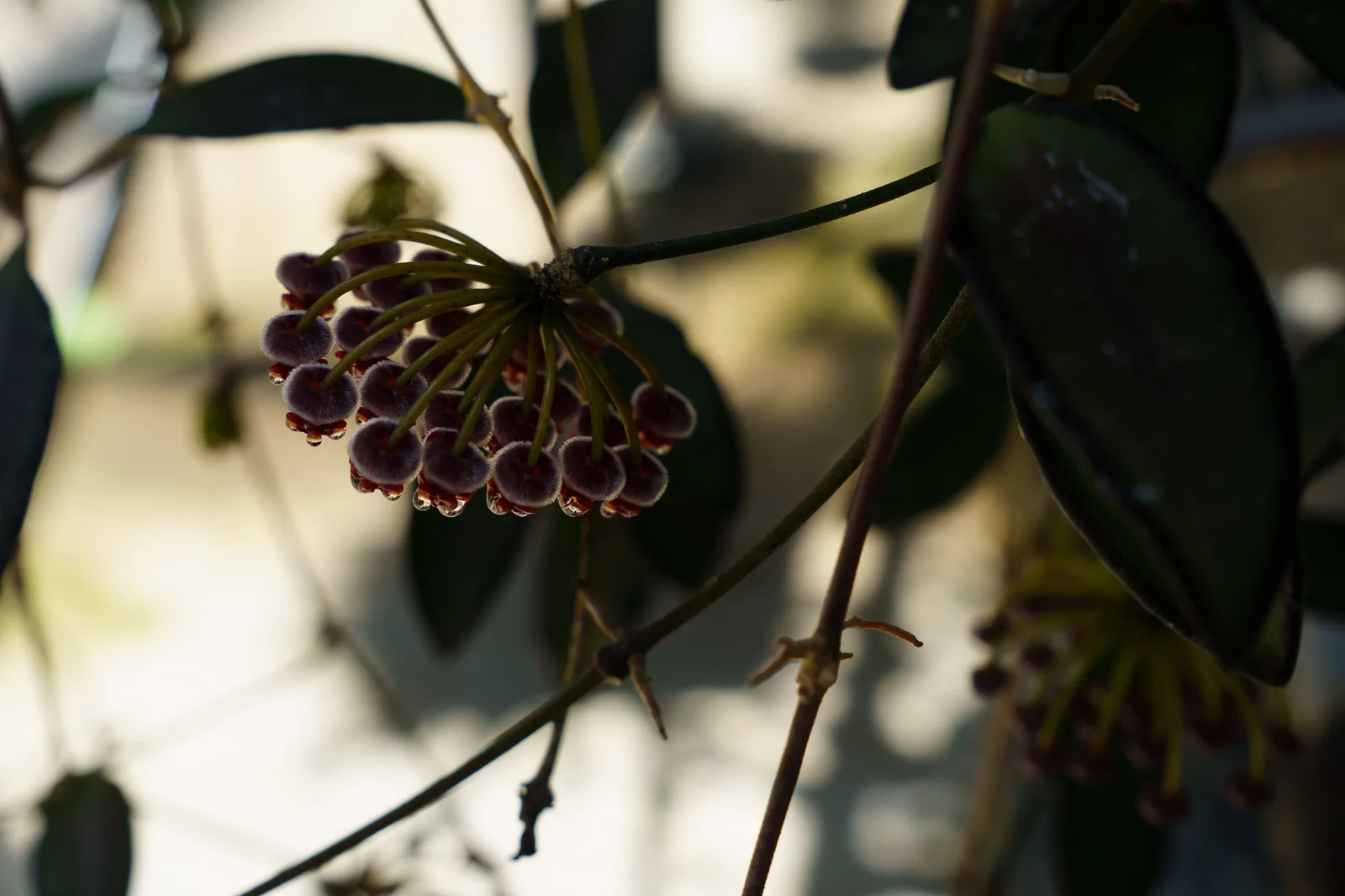 小石川植物園-41.jpg