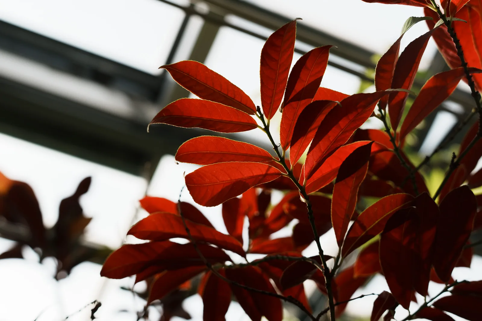 小石川植物園-05.jpg