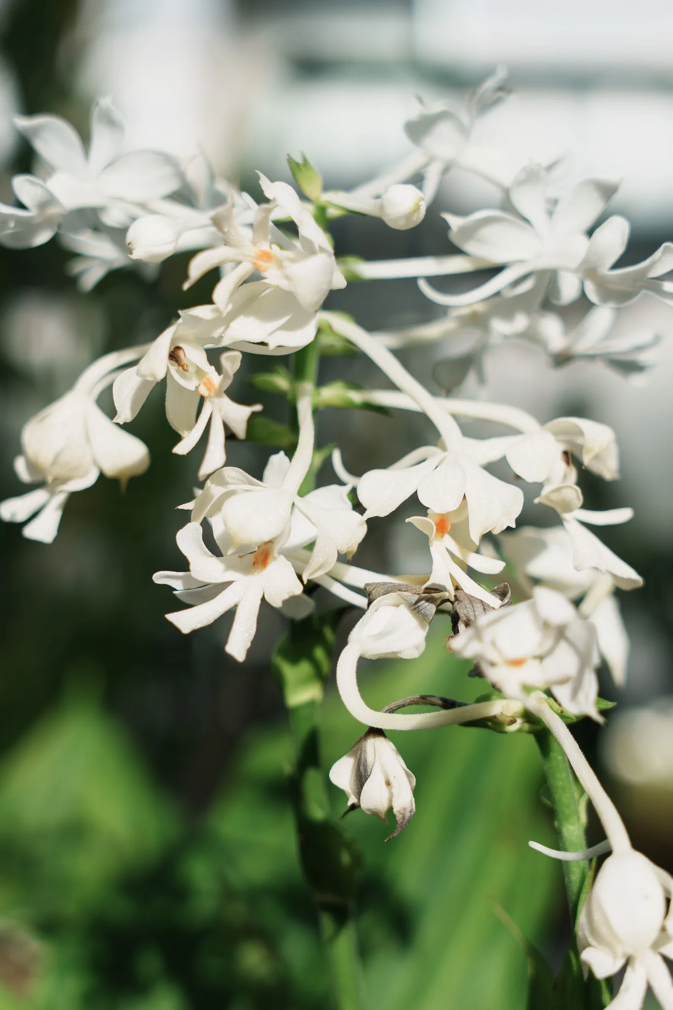 小石川植物園-14.jpg