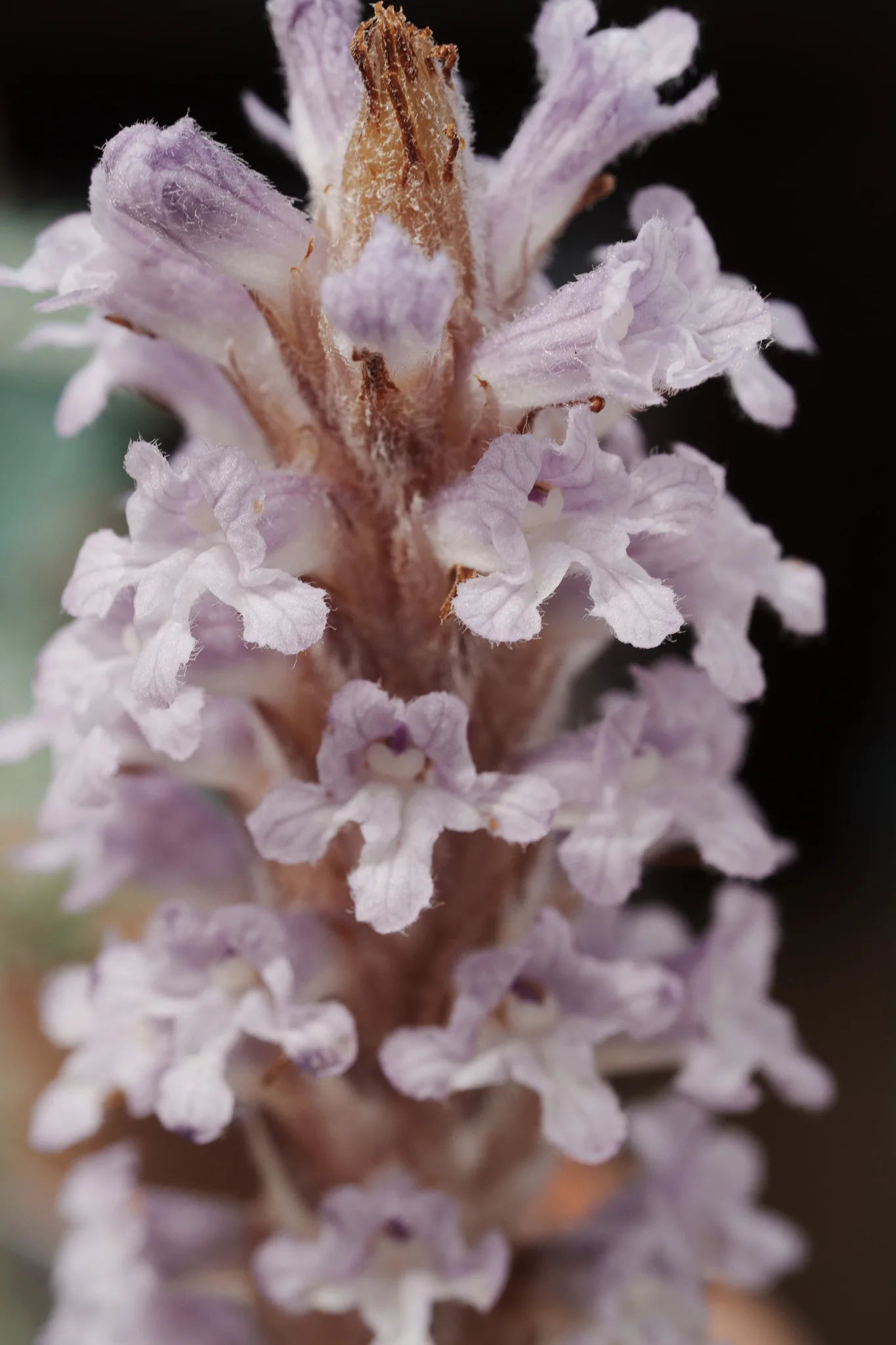 小石川植物園-54.jpg