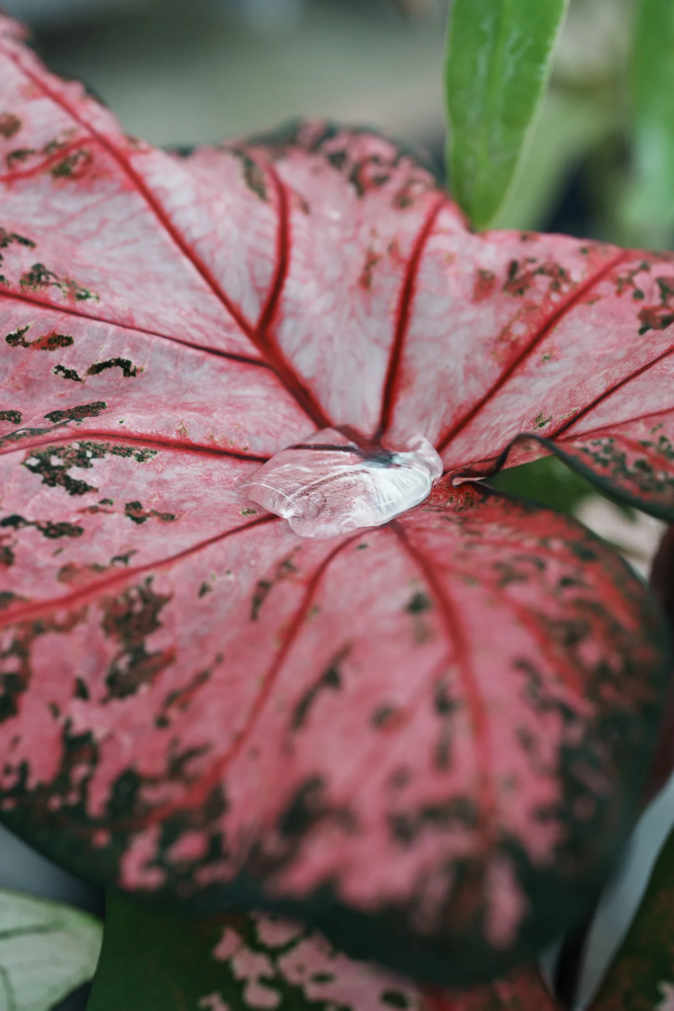 小石川植物園-51.jpg