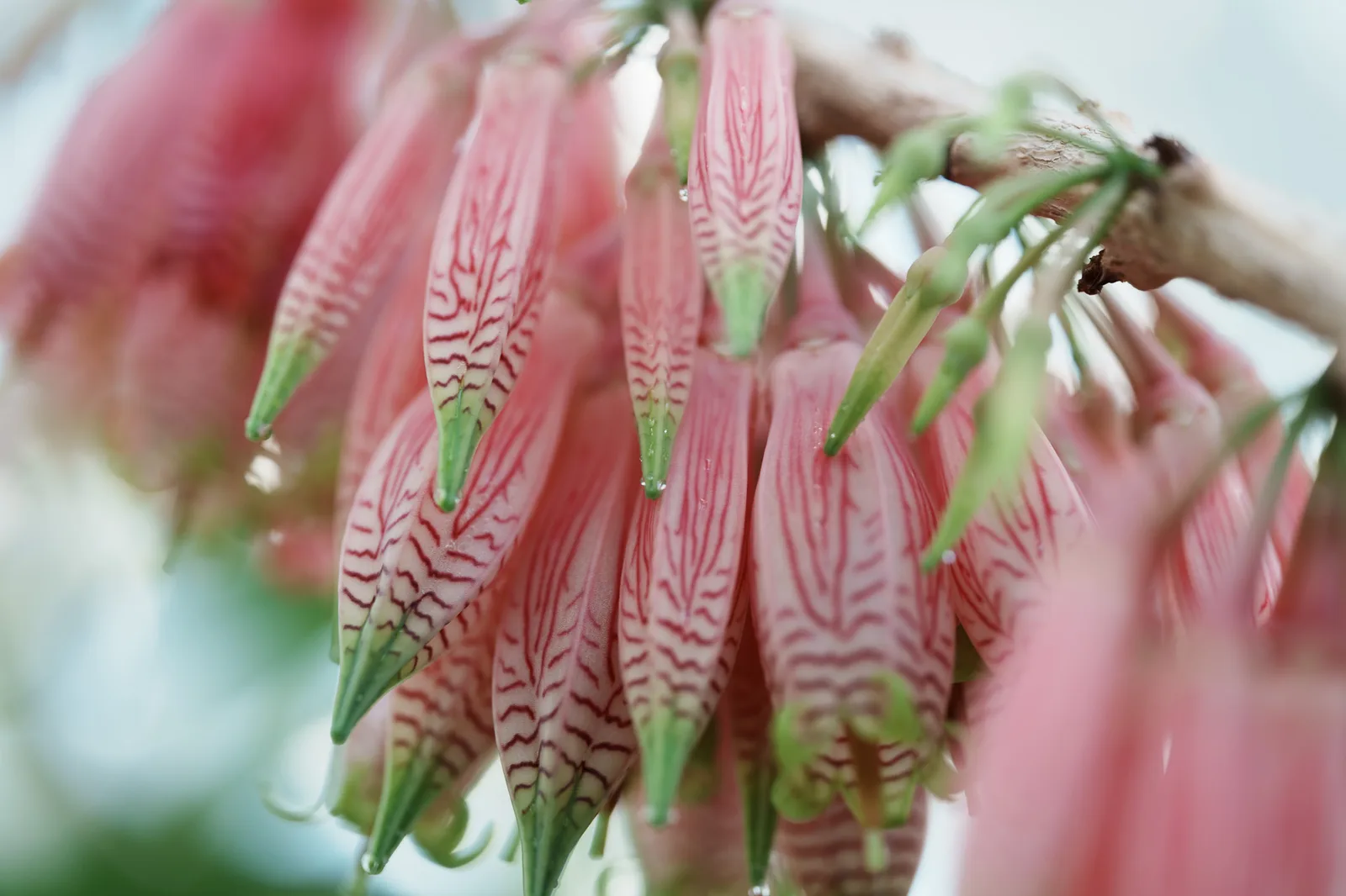 小石川植物園-39.jpg