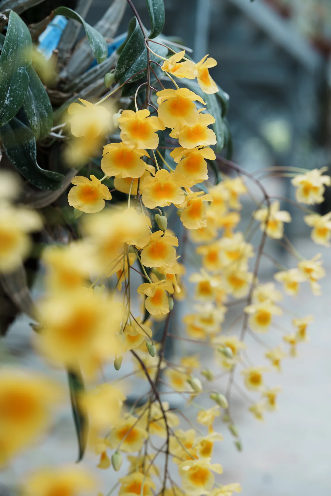 小石川植物園-20.jpg