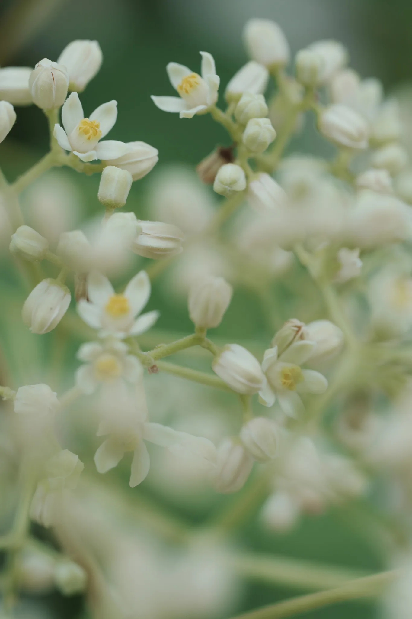 小石川植物園-57.jpg