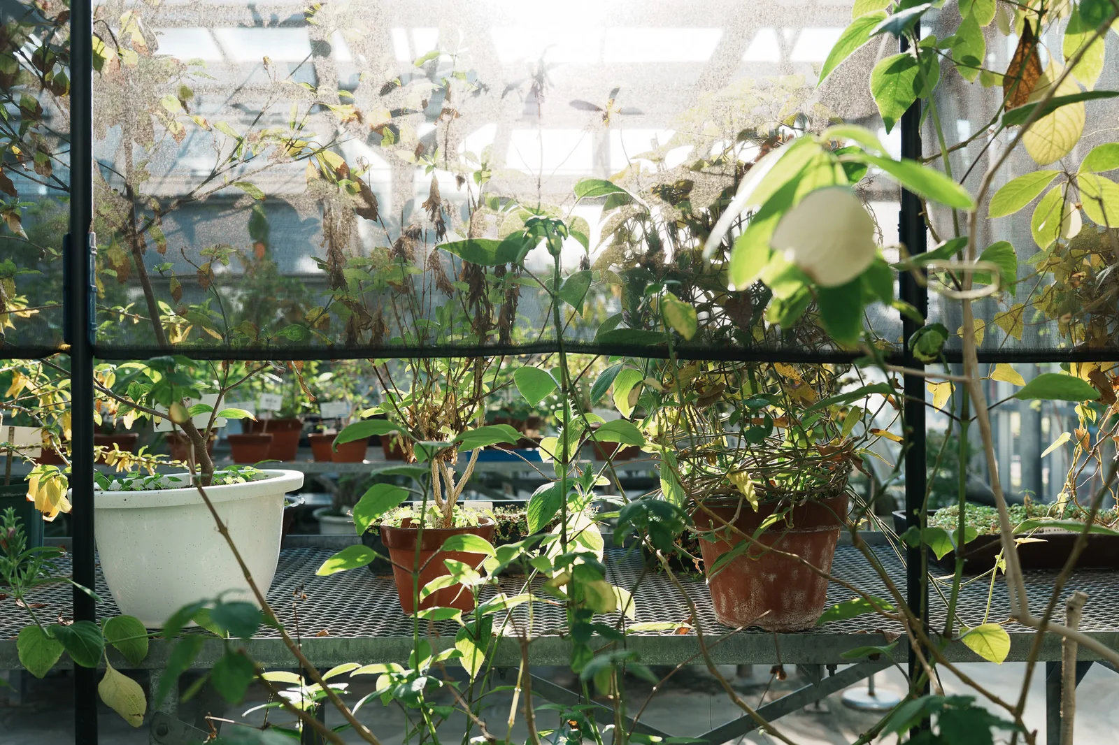 小石川植物園-27.jpg