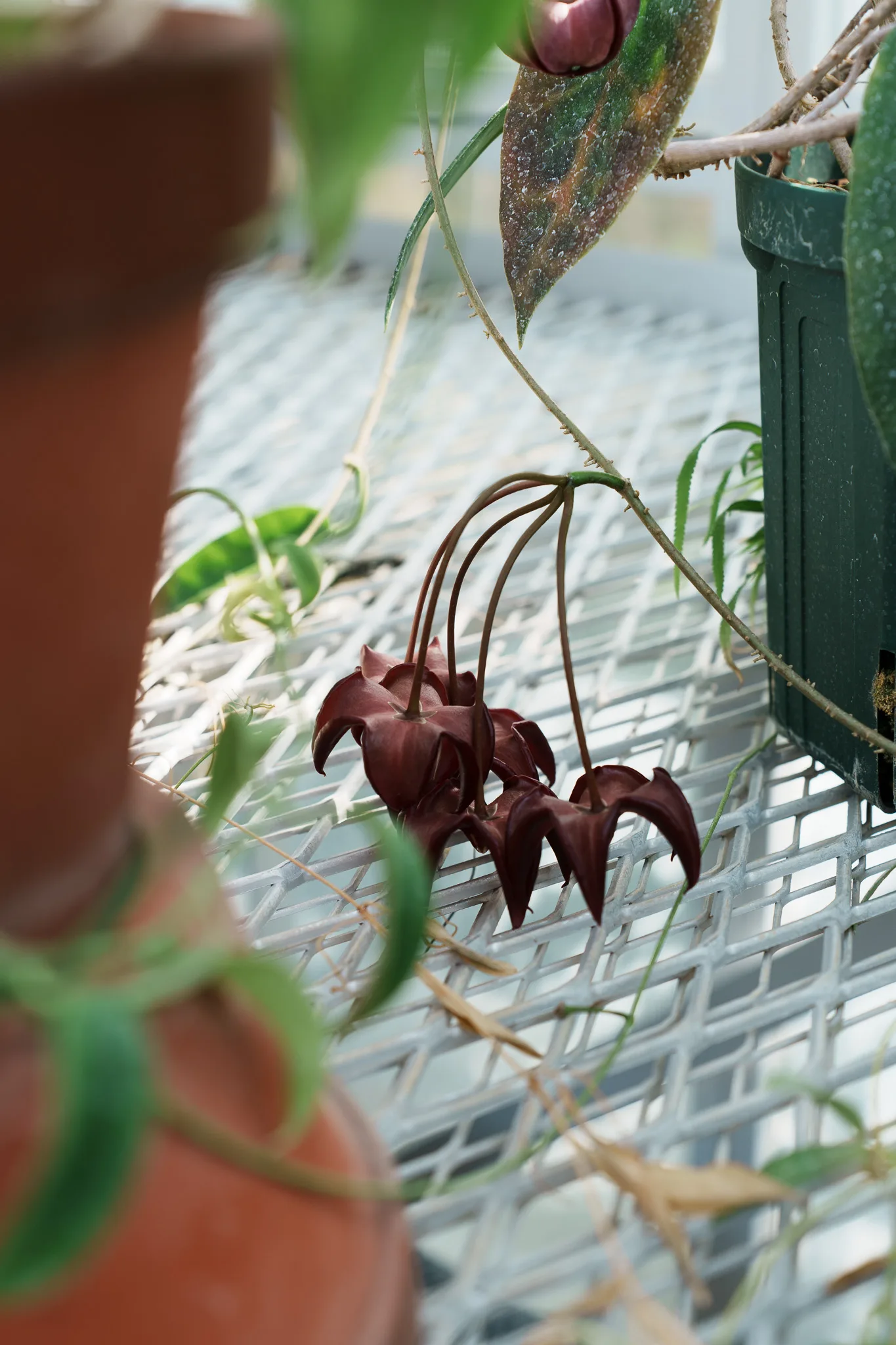 小石川植物園-47.jpg