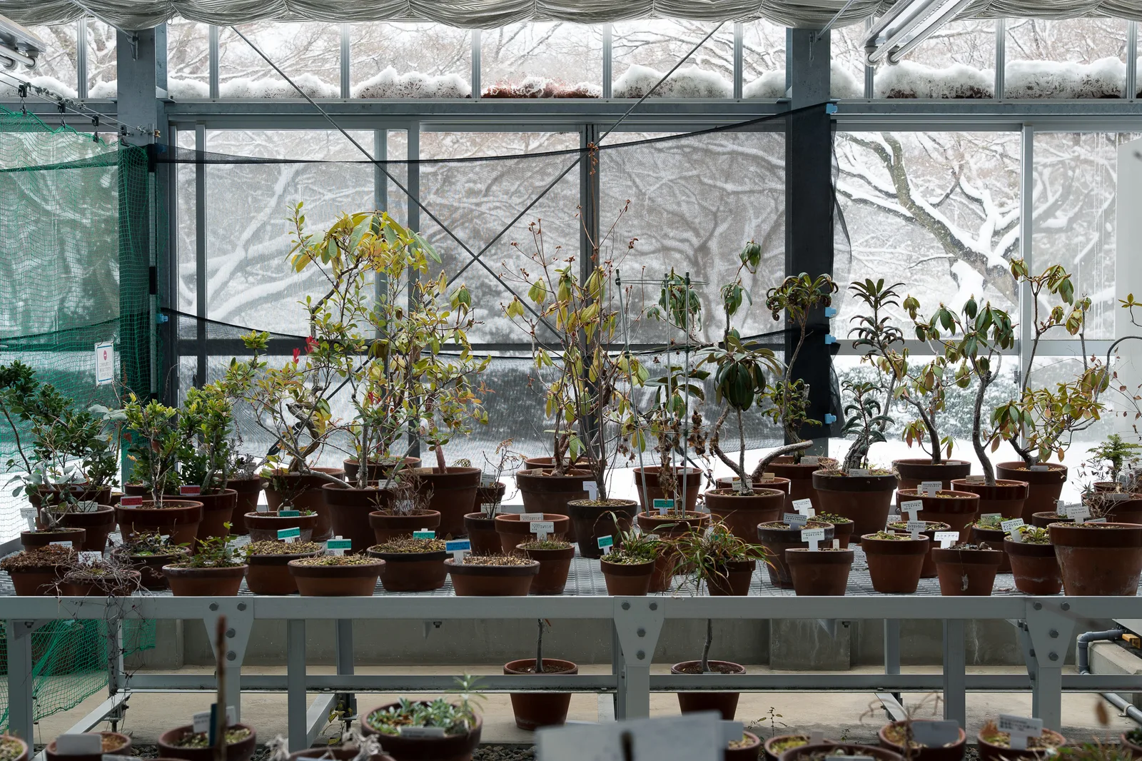 小石川植物園-70.jpg