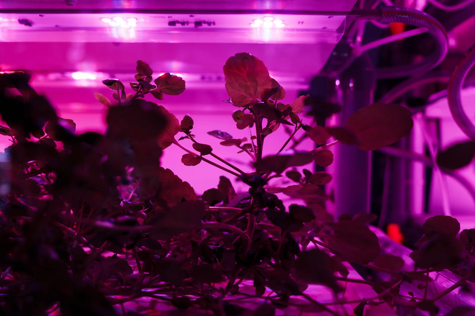 渋谷区ふれあい植物センター-06.jpg