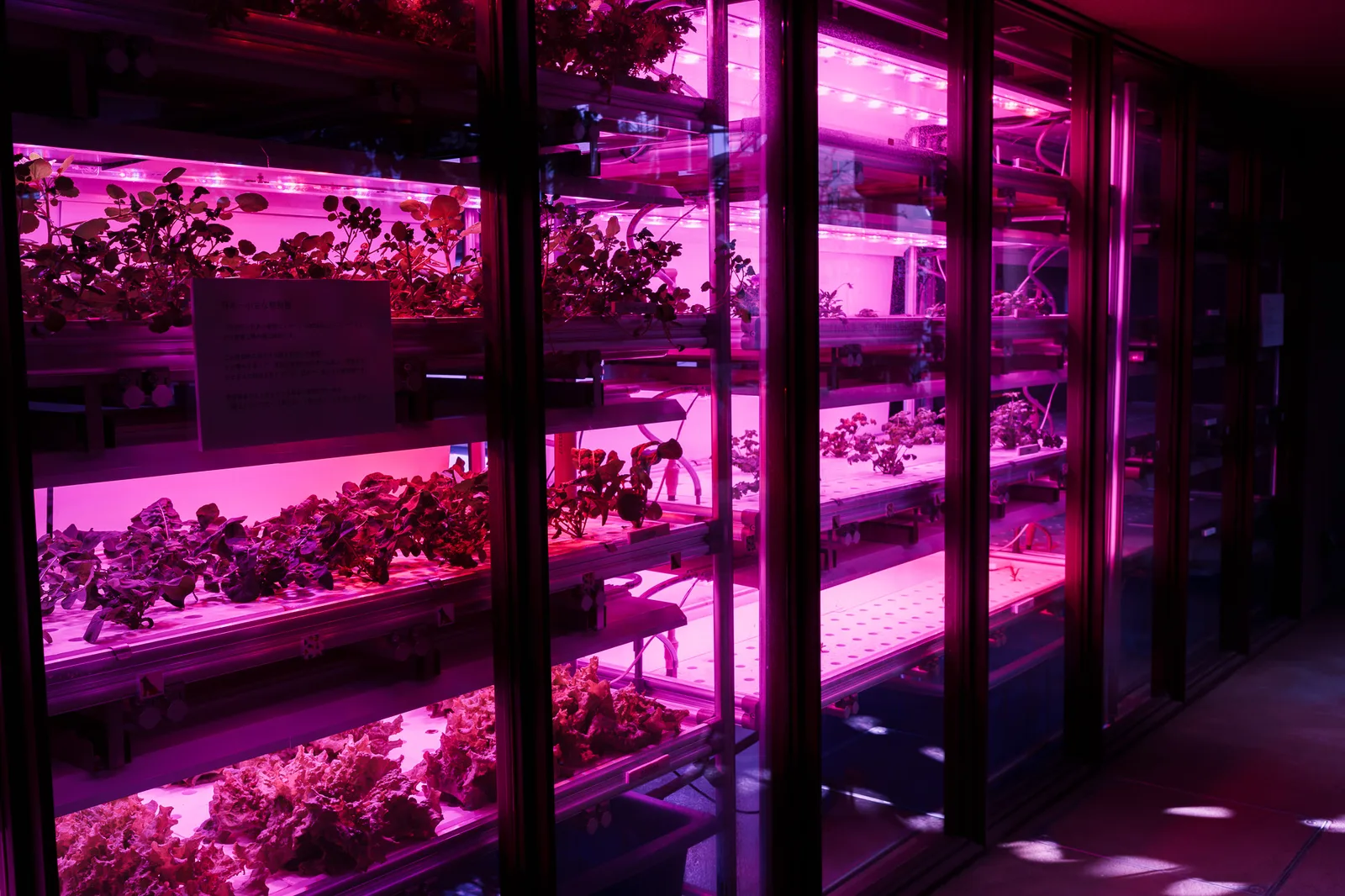 渋谷区ふれあい植物センター-05.jpg