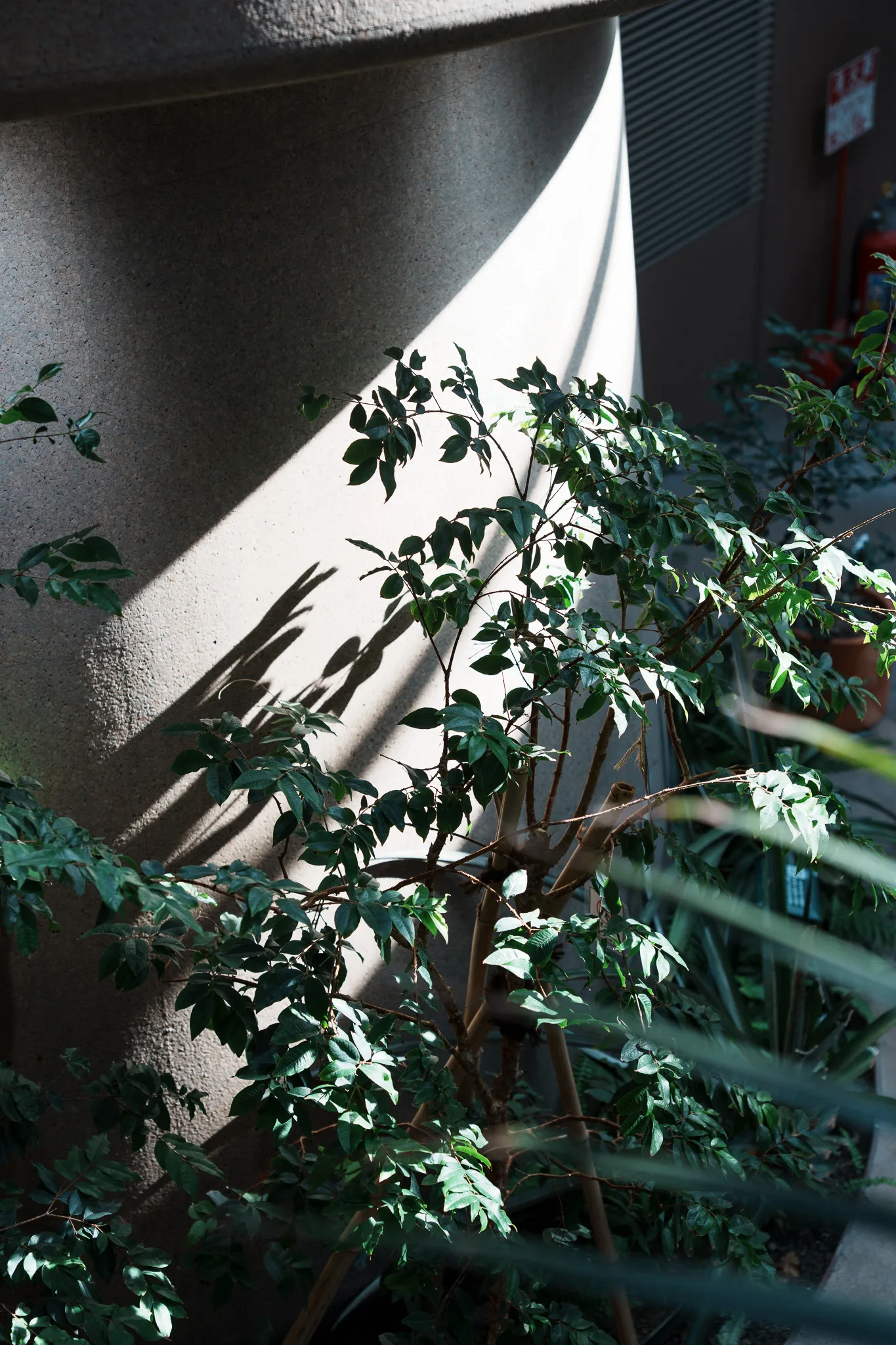 渋谷区ふれあい植物センター-09.jpg