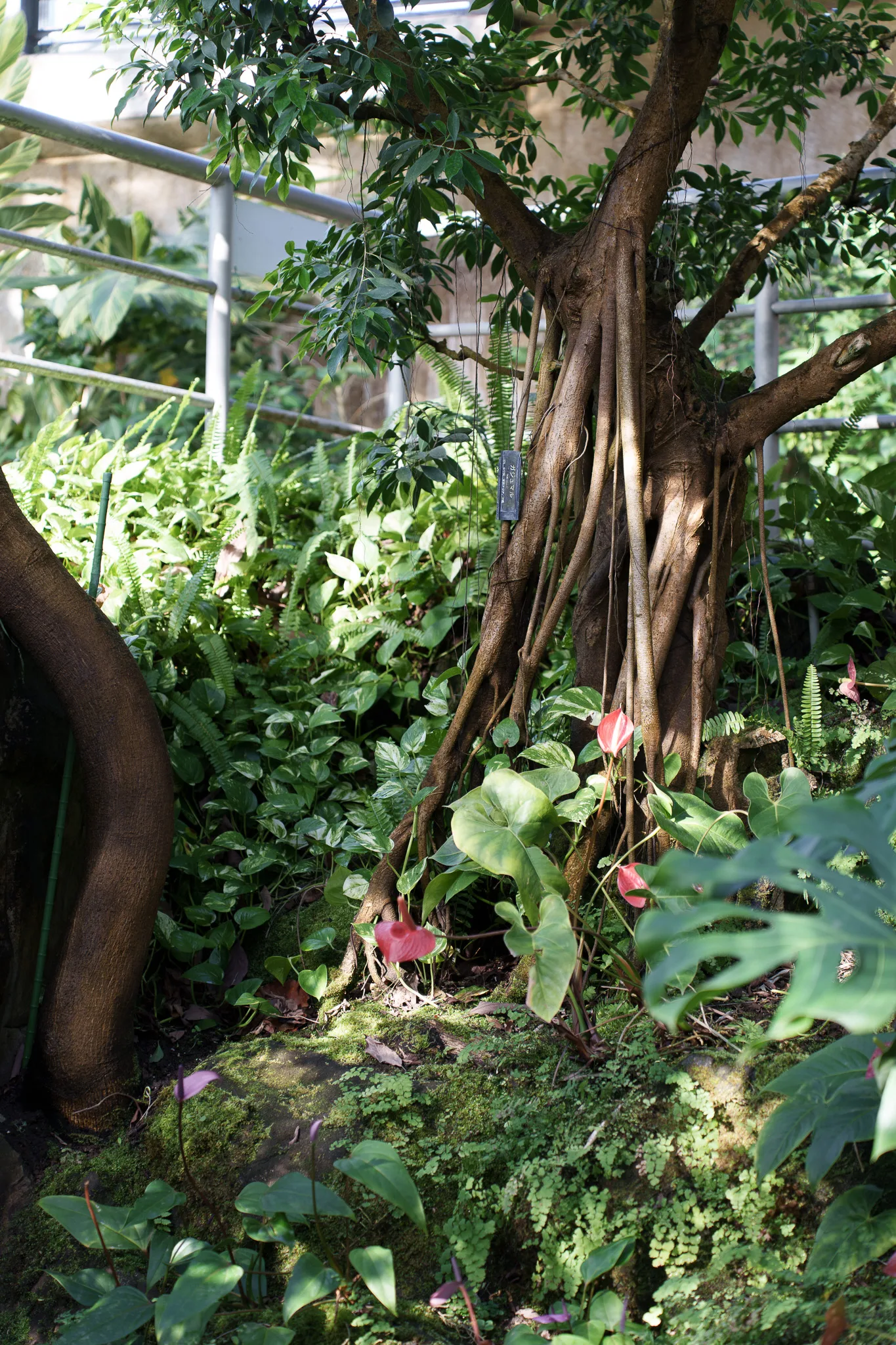 市川市動植物園-18.jpg