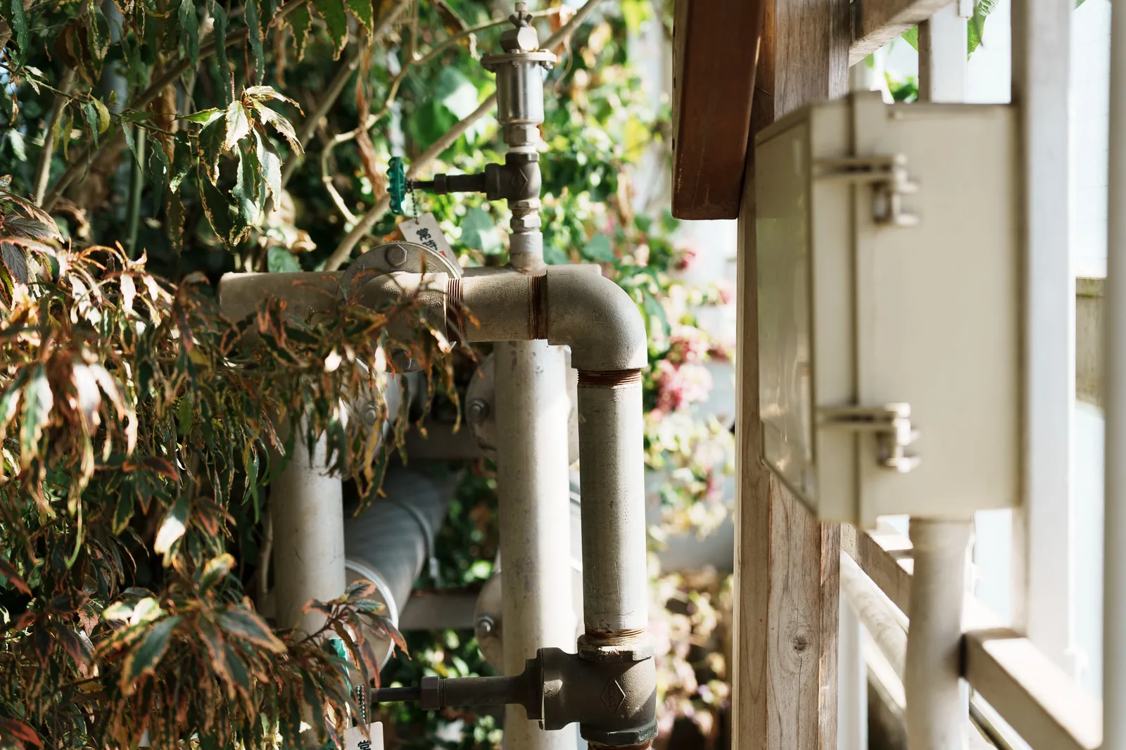 神代植物公園-11.jpg