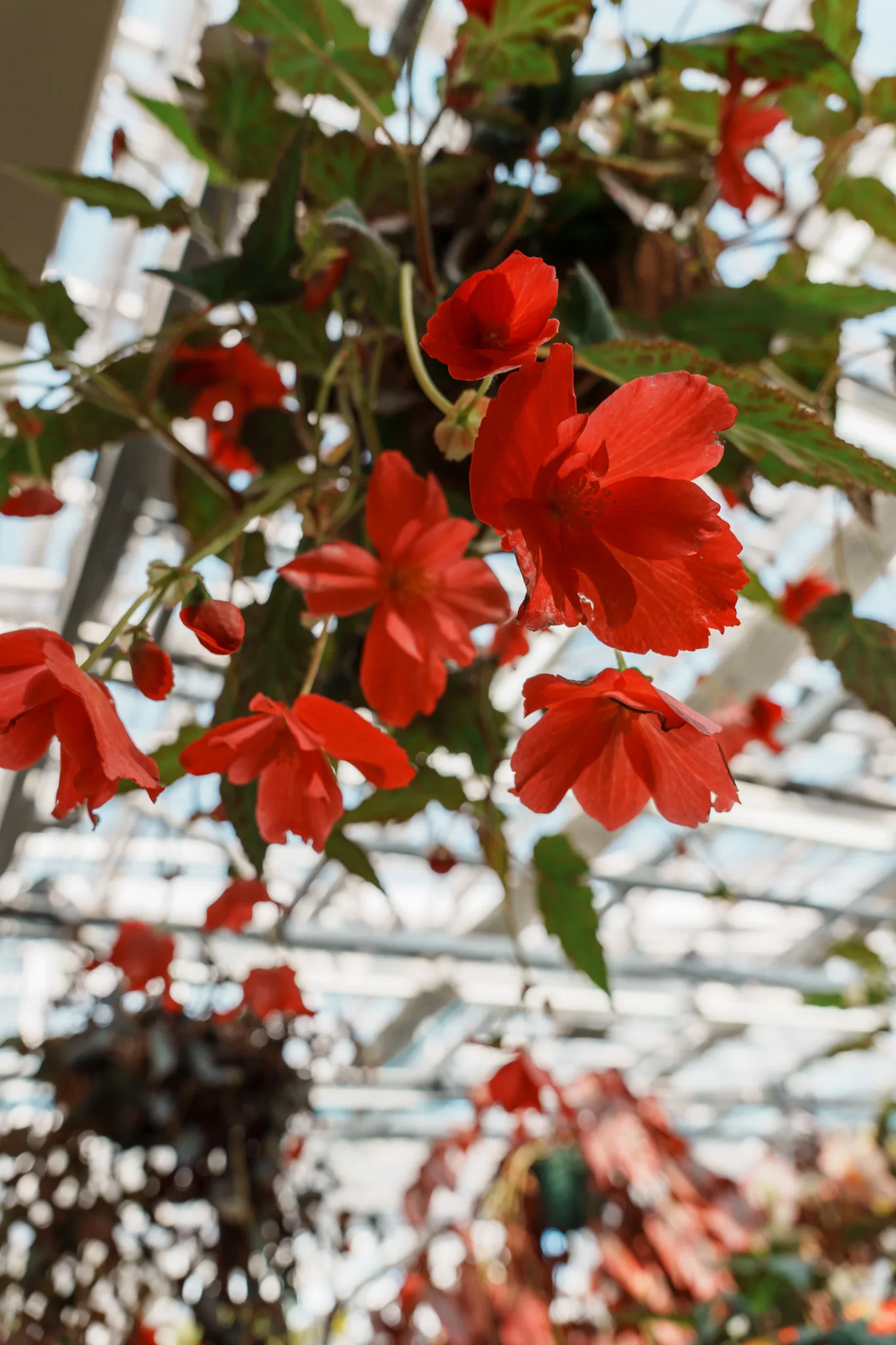 神代植物公園-23.jpg
