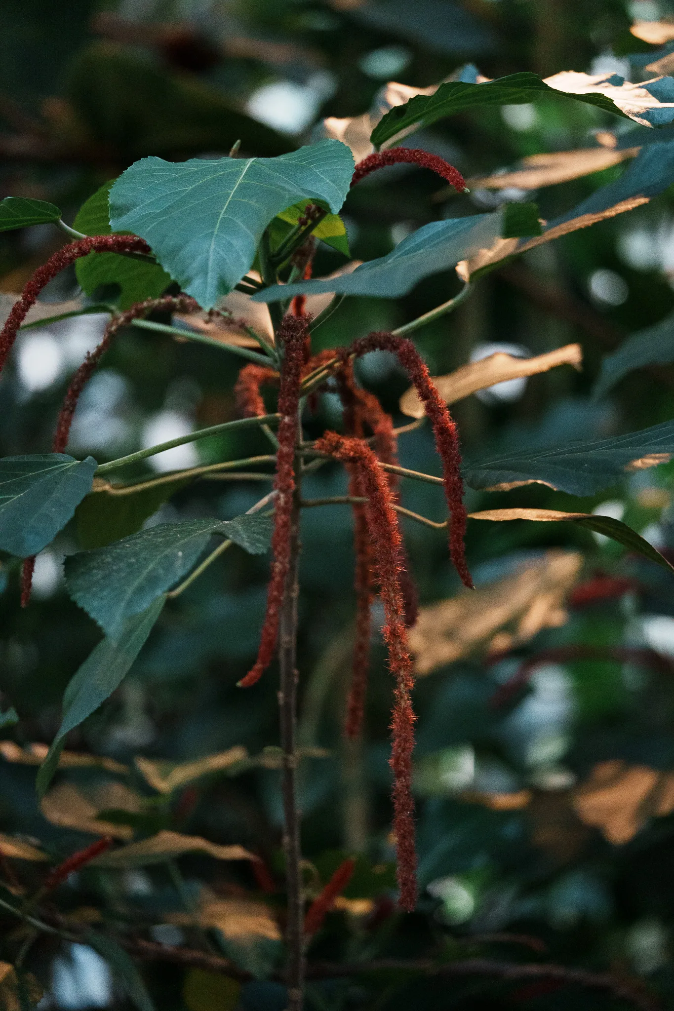 神代植物公園-44.jpg