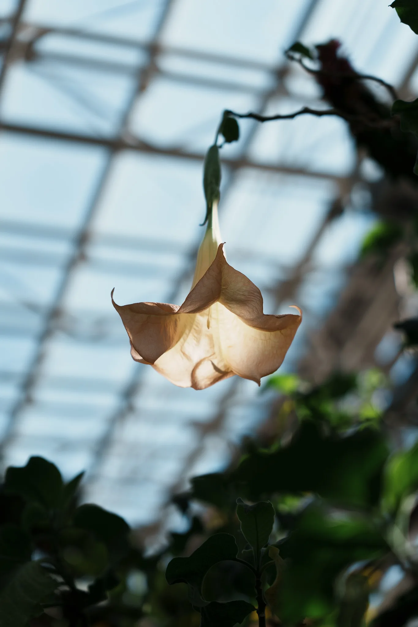 神代植物公園-09.jpg