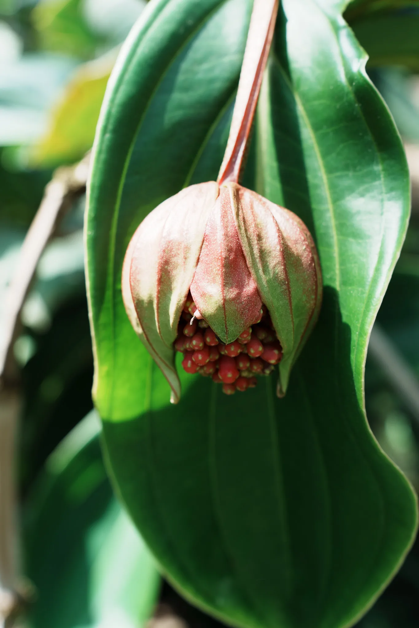 神代植物公園-02.jpg
