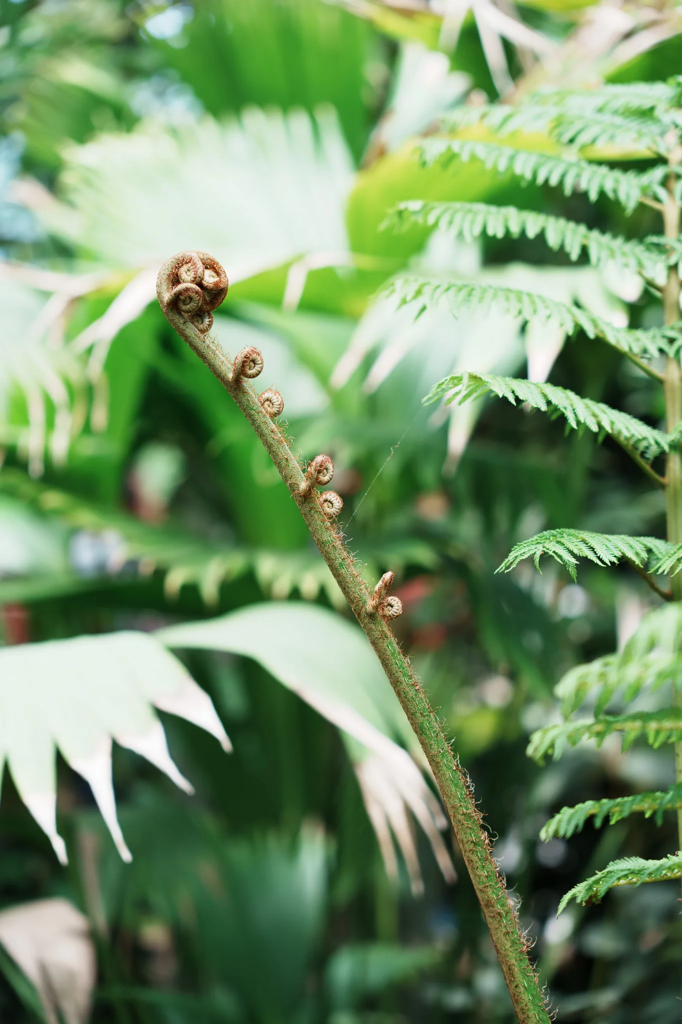 神代植物公園-13.jpg