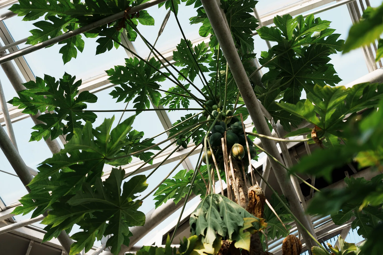 神代植物公園-15.jpg