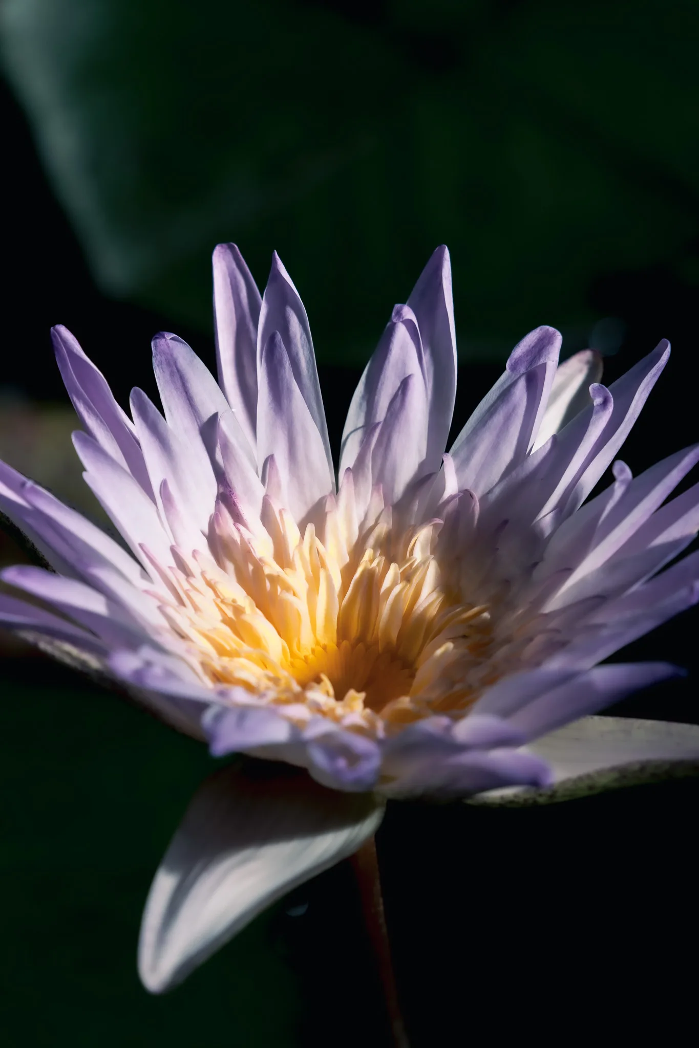神代植物公園-49.jpg