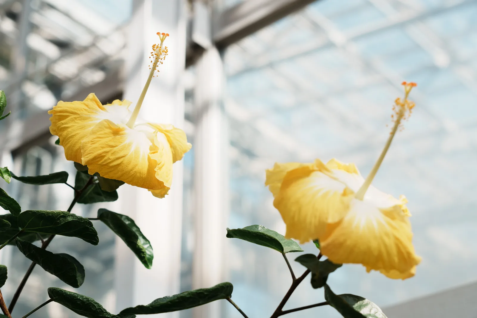 神代植物公園-34.jpg
