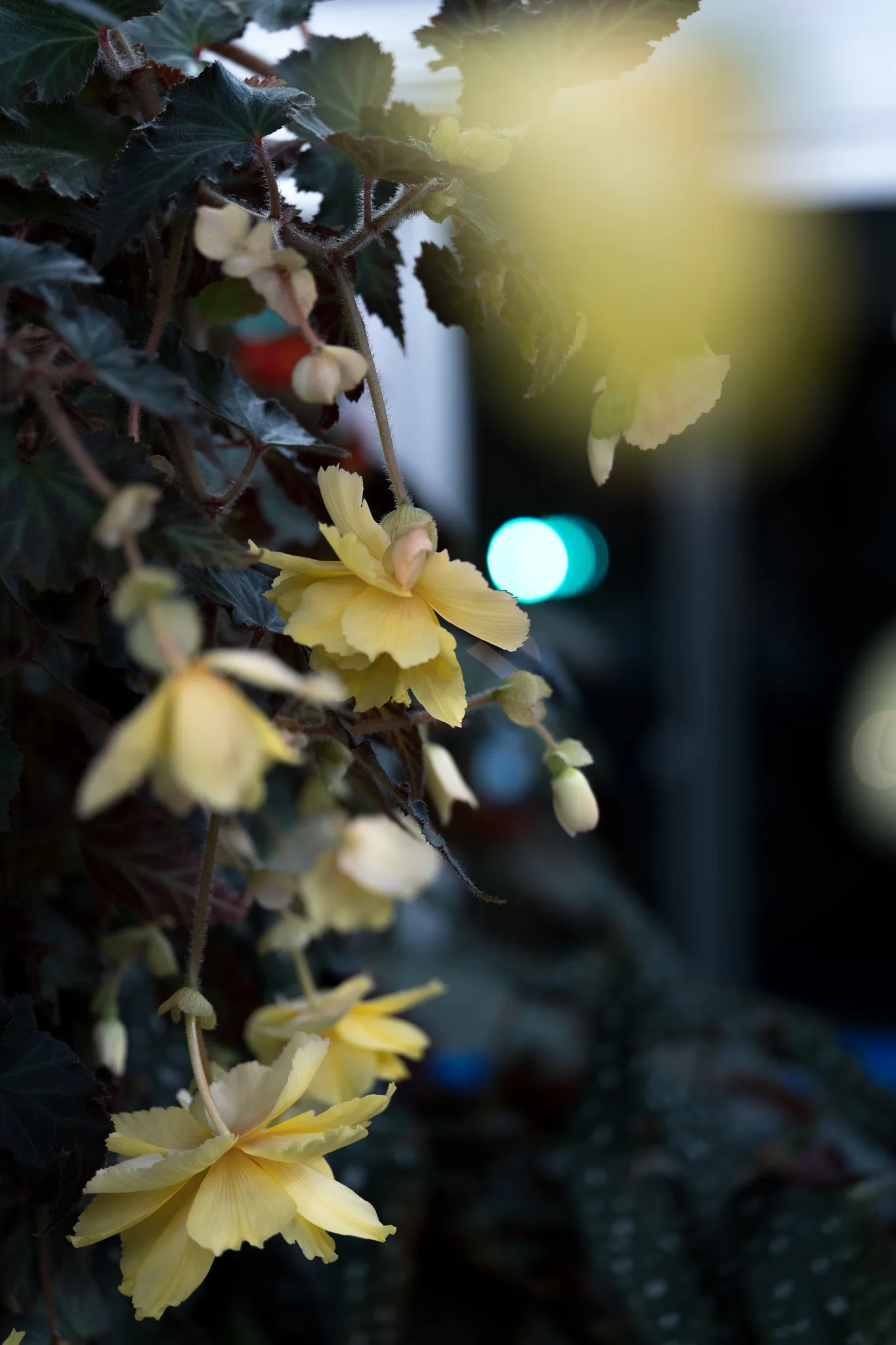 神代植物公園-46.jpg