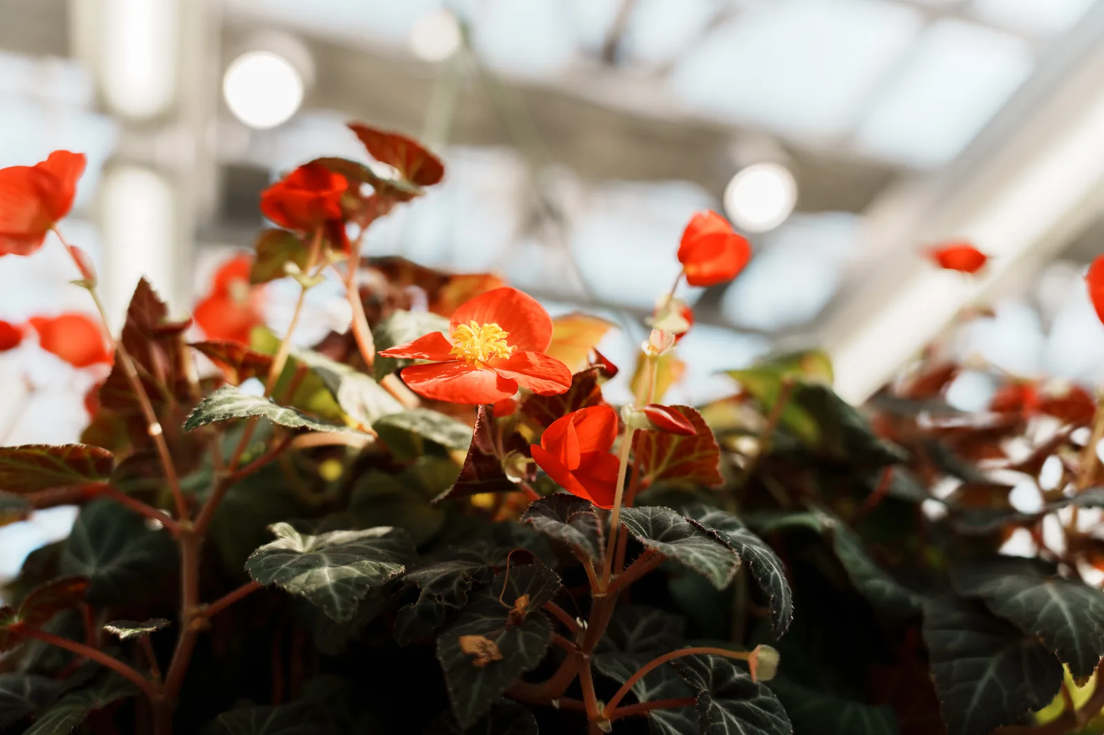 神代植物公園-25.jpg