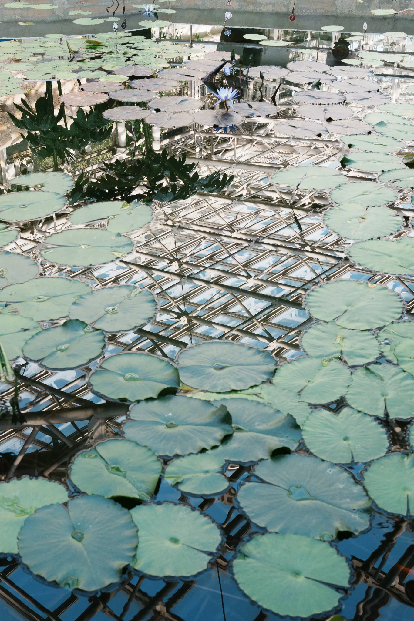神代植物公園-32.jpg