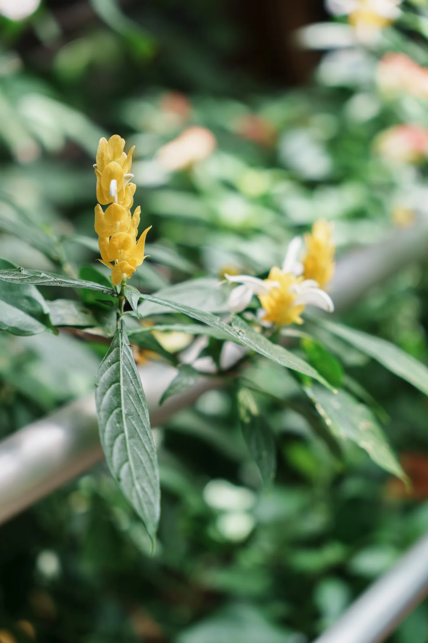 神代植物公園-14.jpg